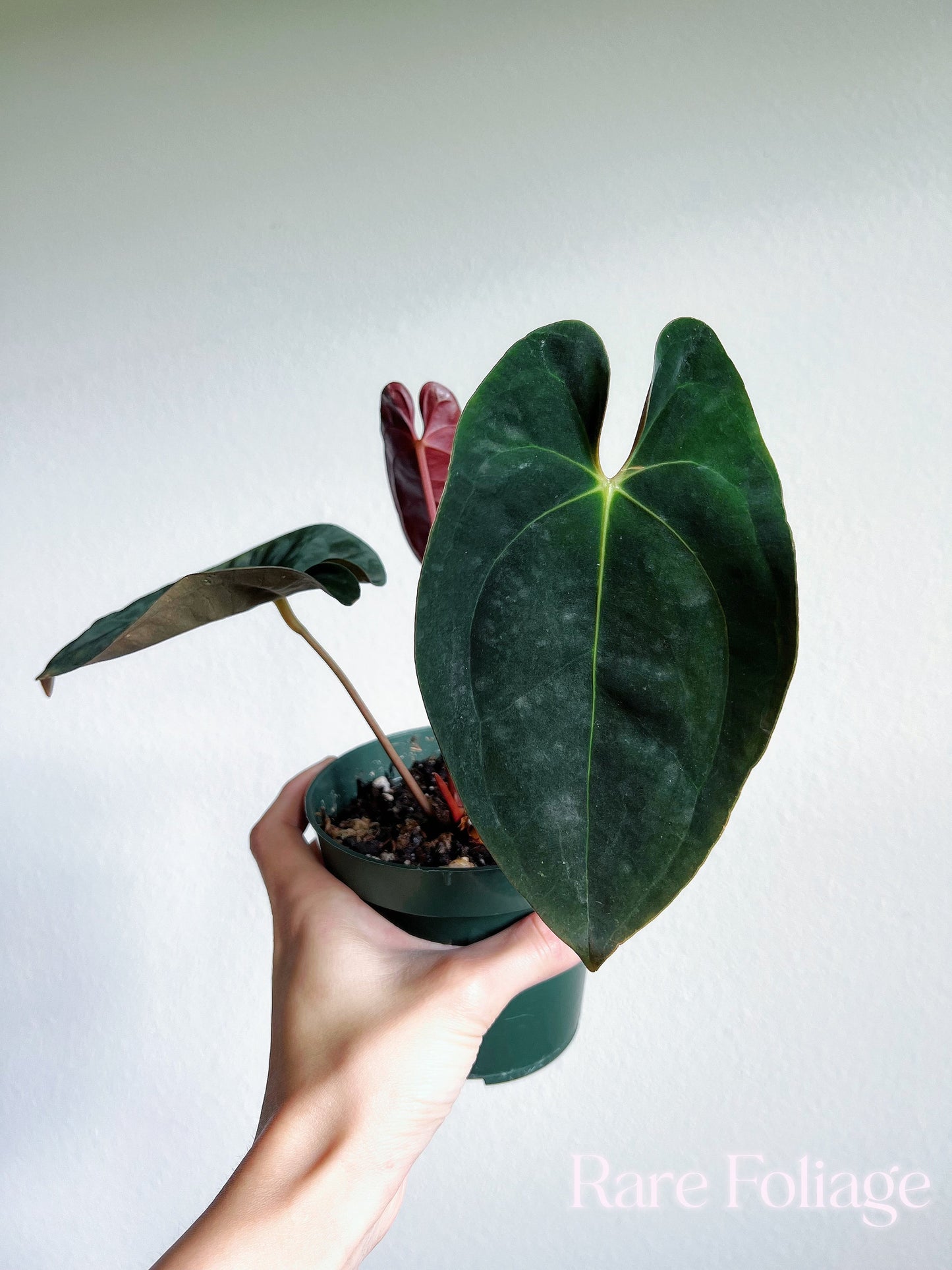 Anthurium Papillilaminum 4” - US SELLER