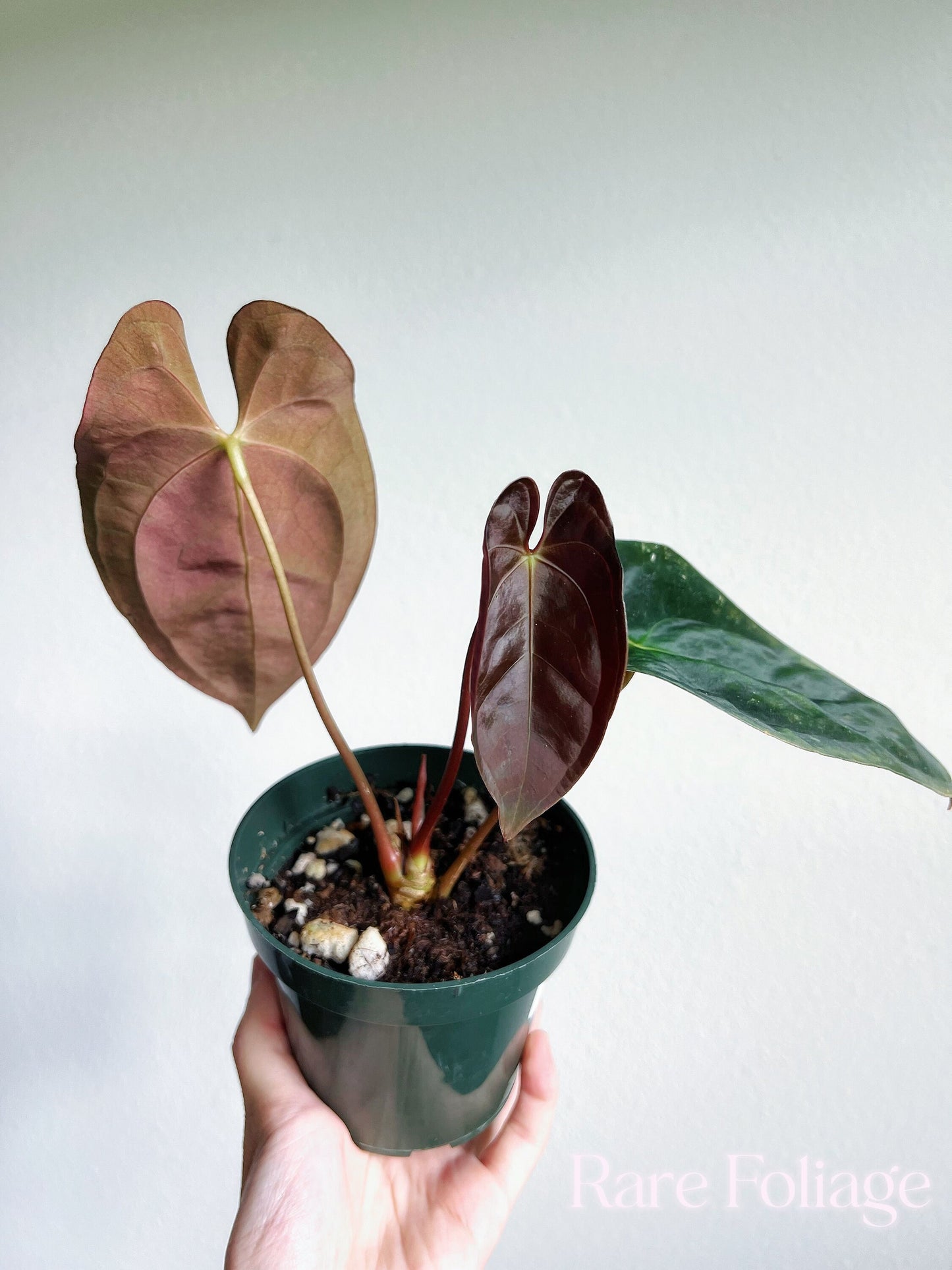 Anthurium Papillilaminum 4” - US SELLER