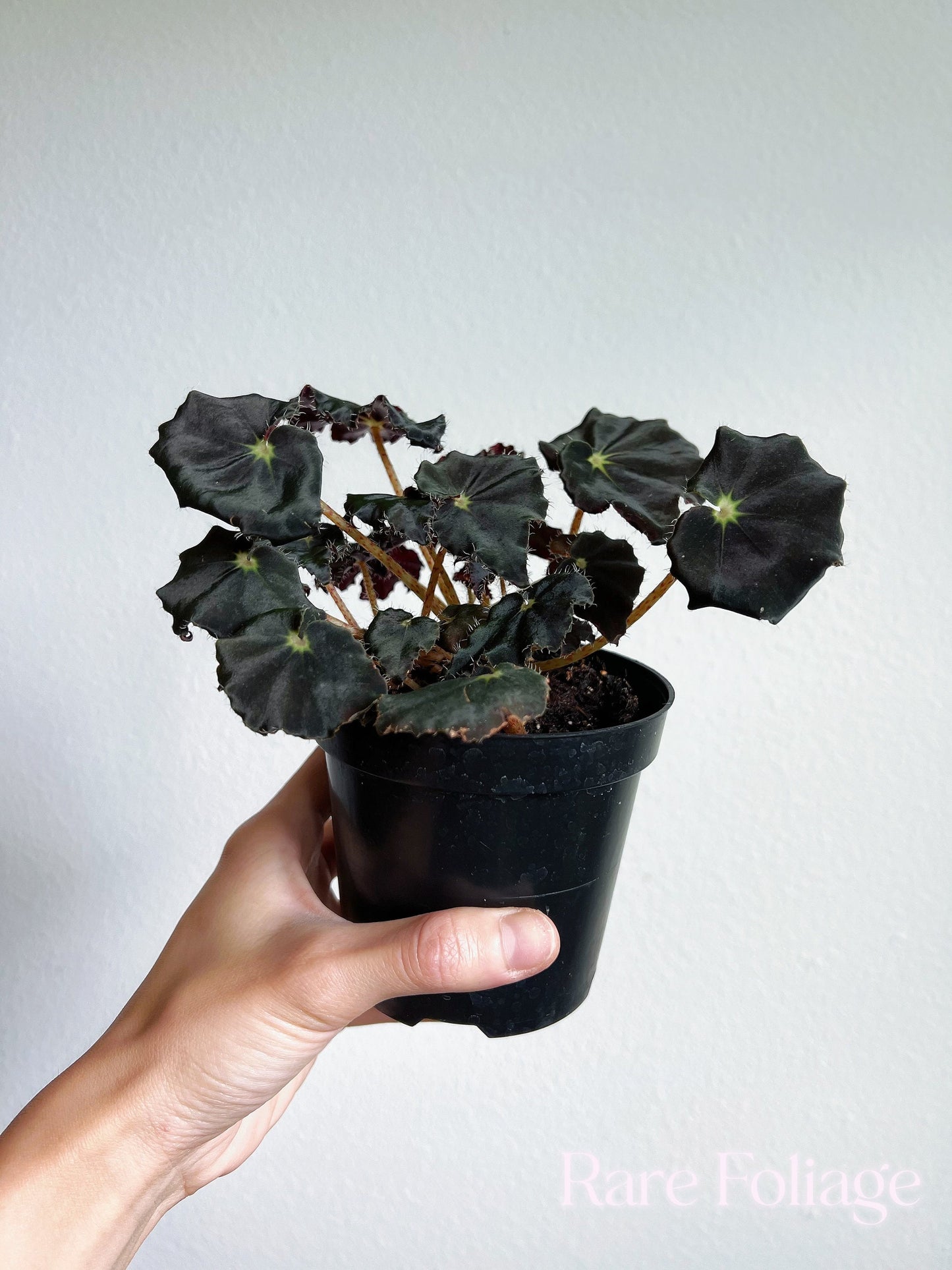 Begonia Black Mamba 4” - US SELLER