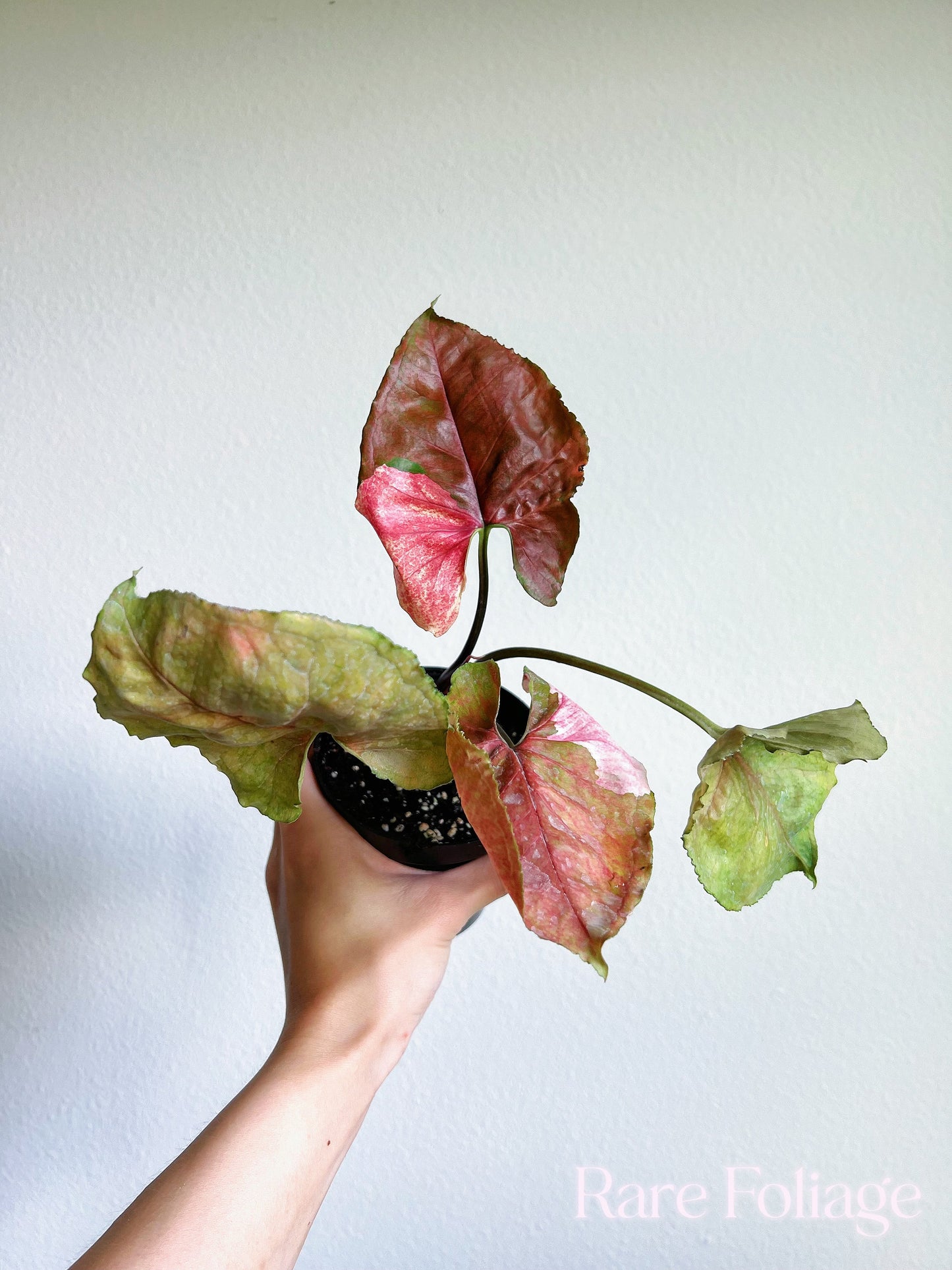 Syngonium Strawberry Ice 4” - US SELLER