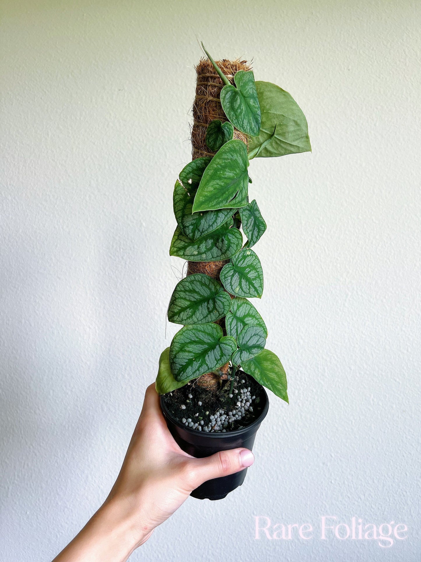 Monstera Dubia 4” - US SELLER