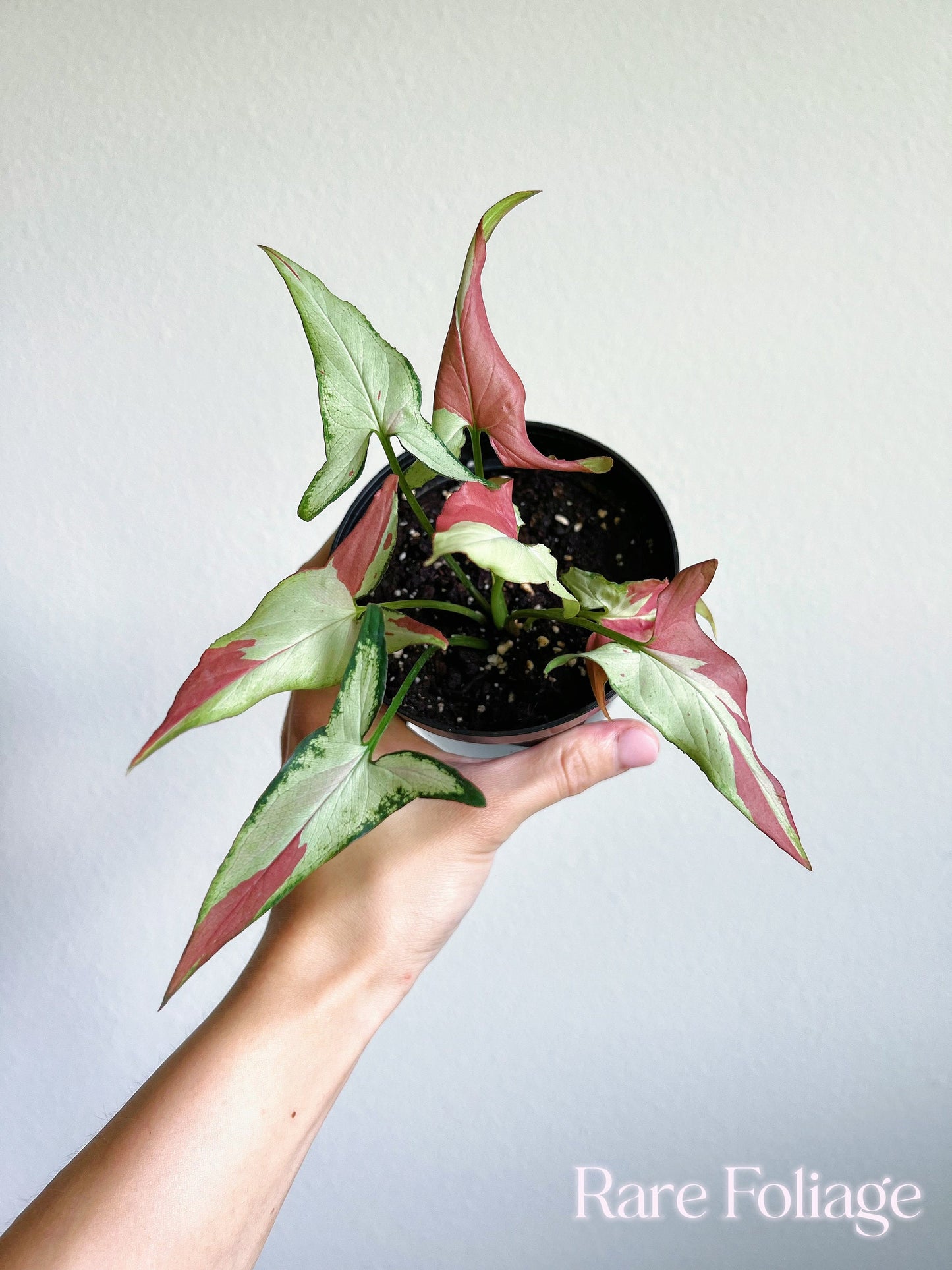 Syngonium Pink Salmon 4” - US SELLER