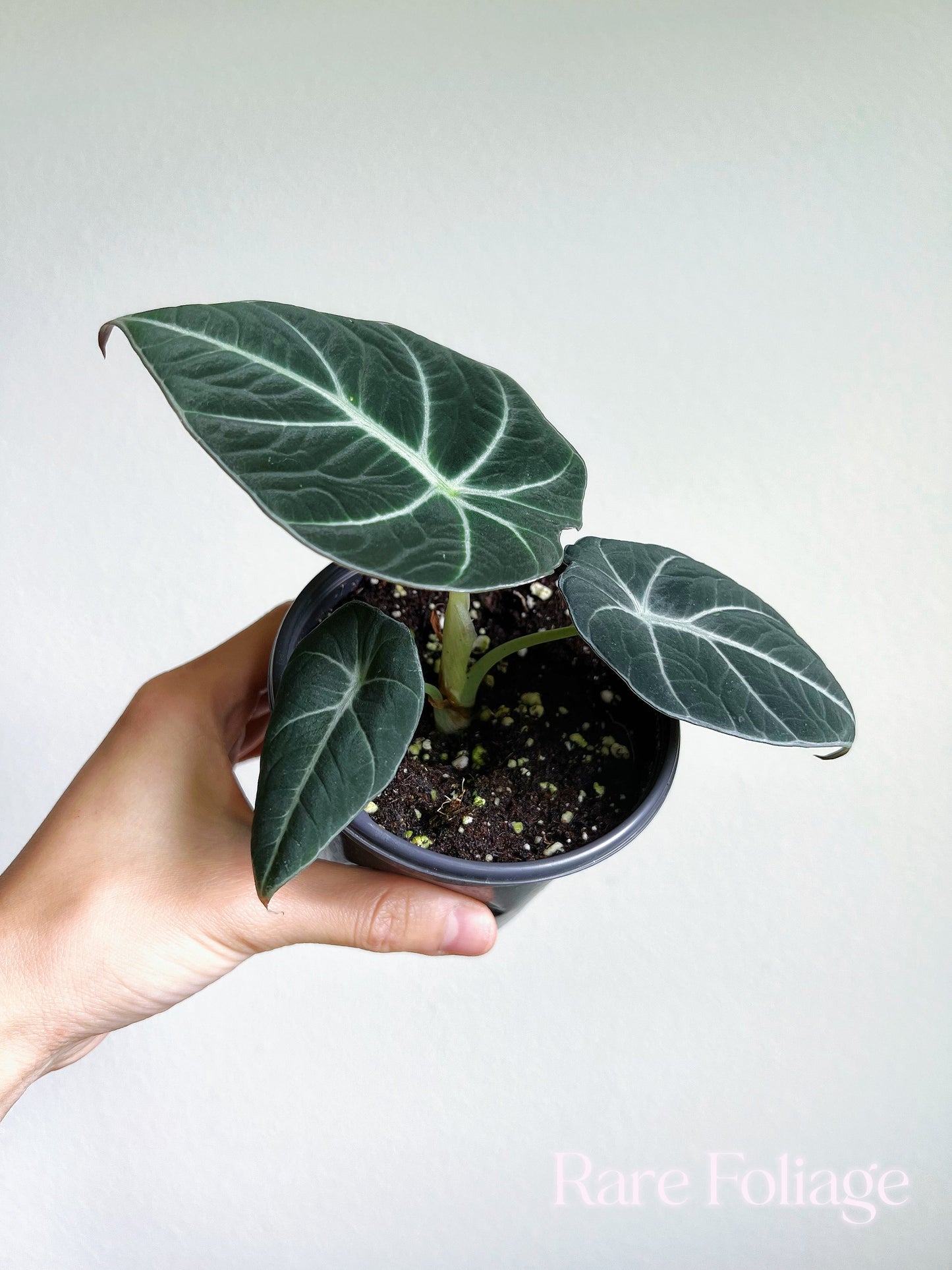 Alocasia Black Velvet 4" - US SELLER