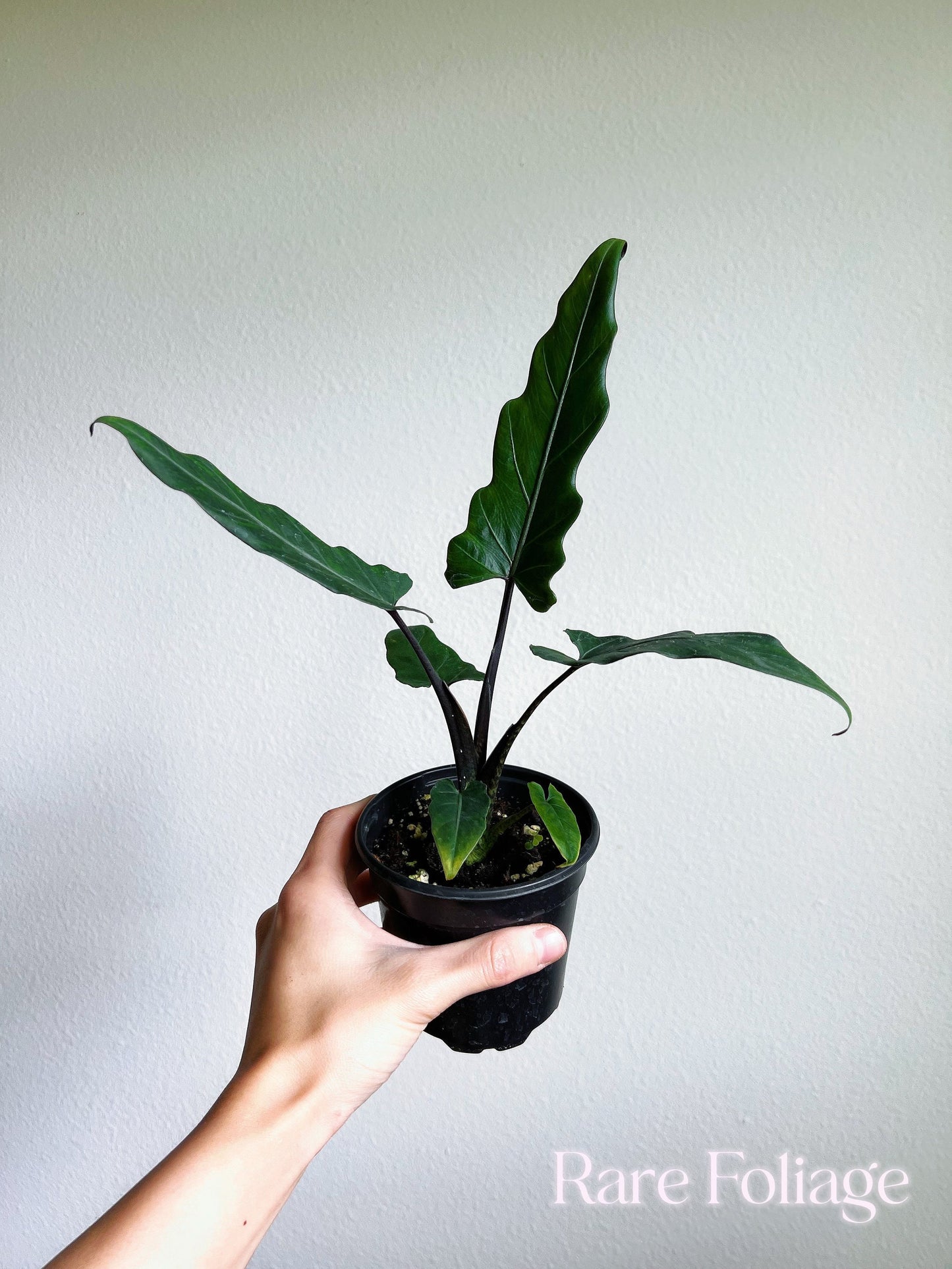 Alocasia Lauterbachiana 4" - US SELLER