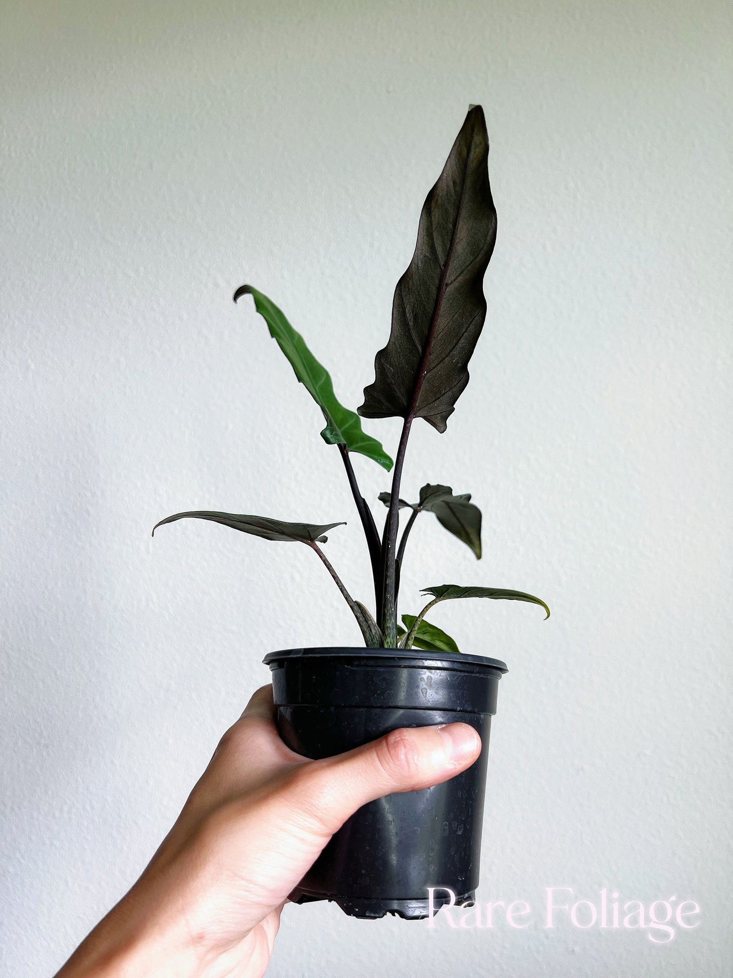 Alocasia Lauterbachiana 4" - US SELLER