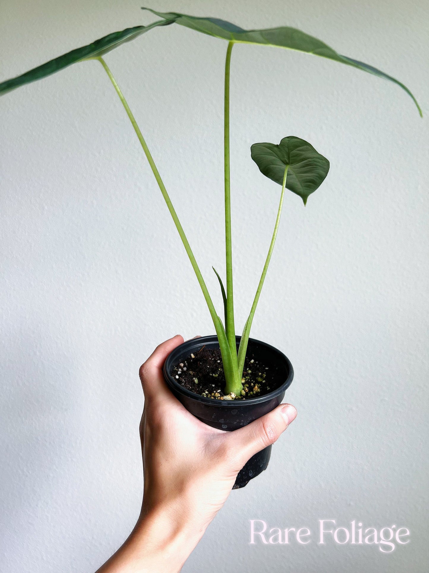 Alocasia Frydek 4" - US SELLER