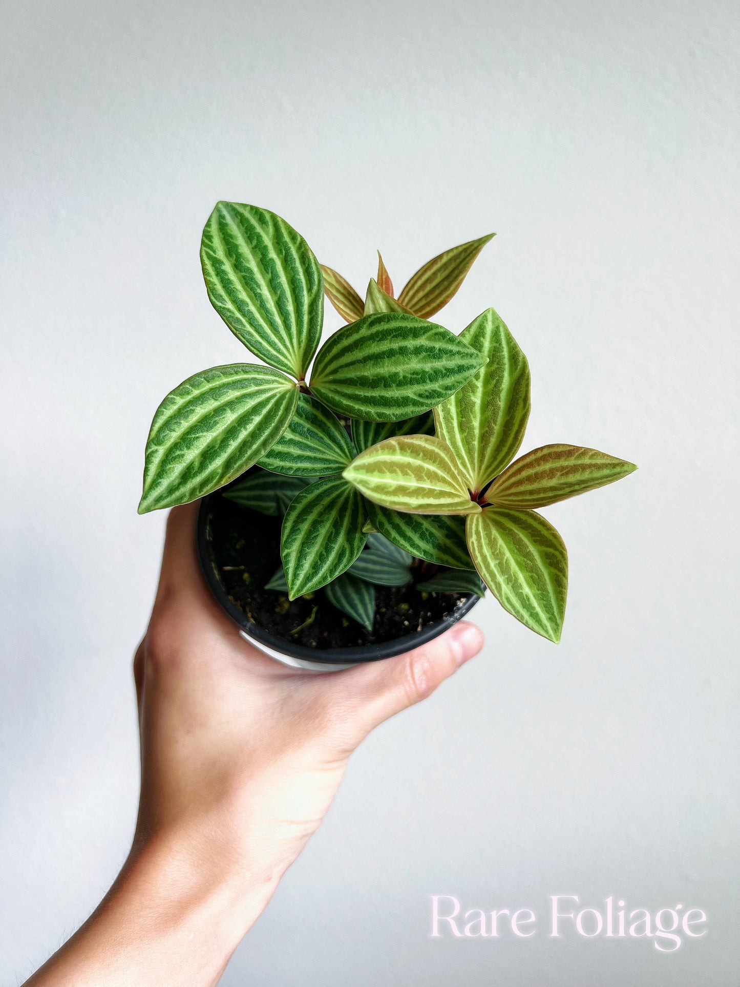 Peperomia Stilt 4" - US SELLER