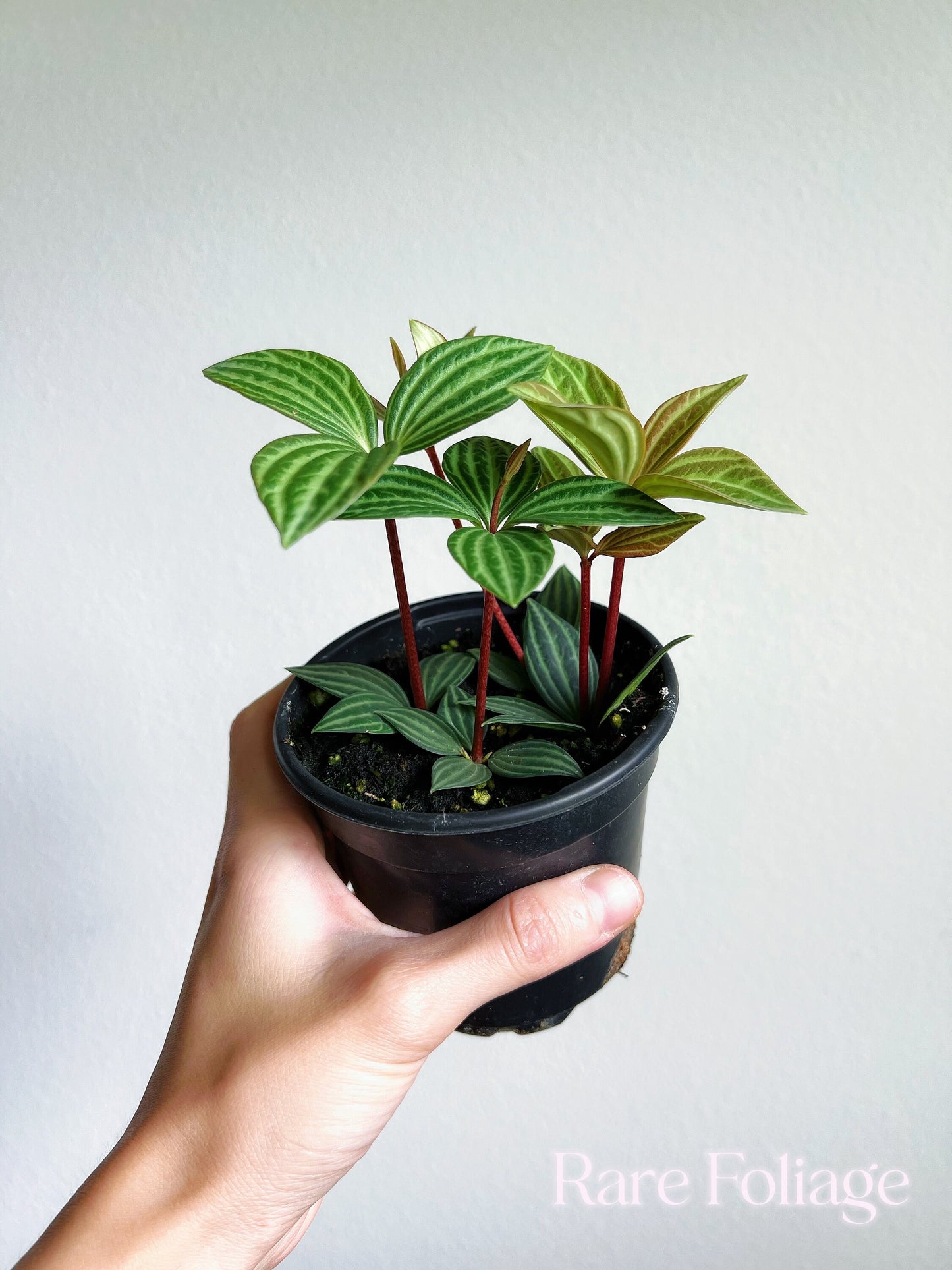 Peperomia Stilt 4" - US SELLER