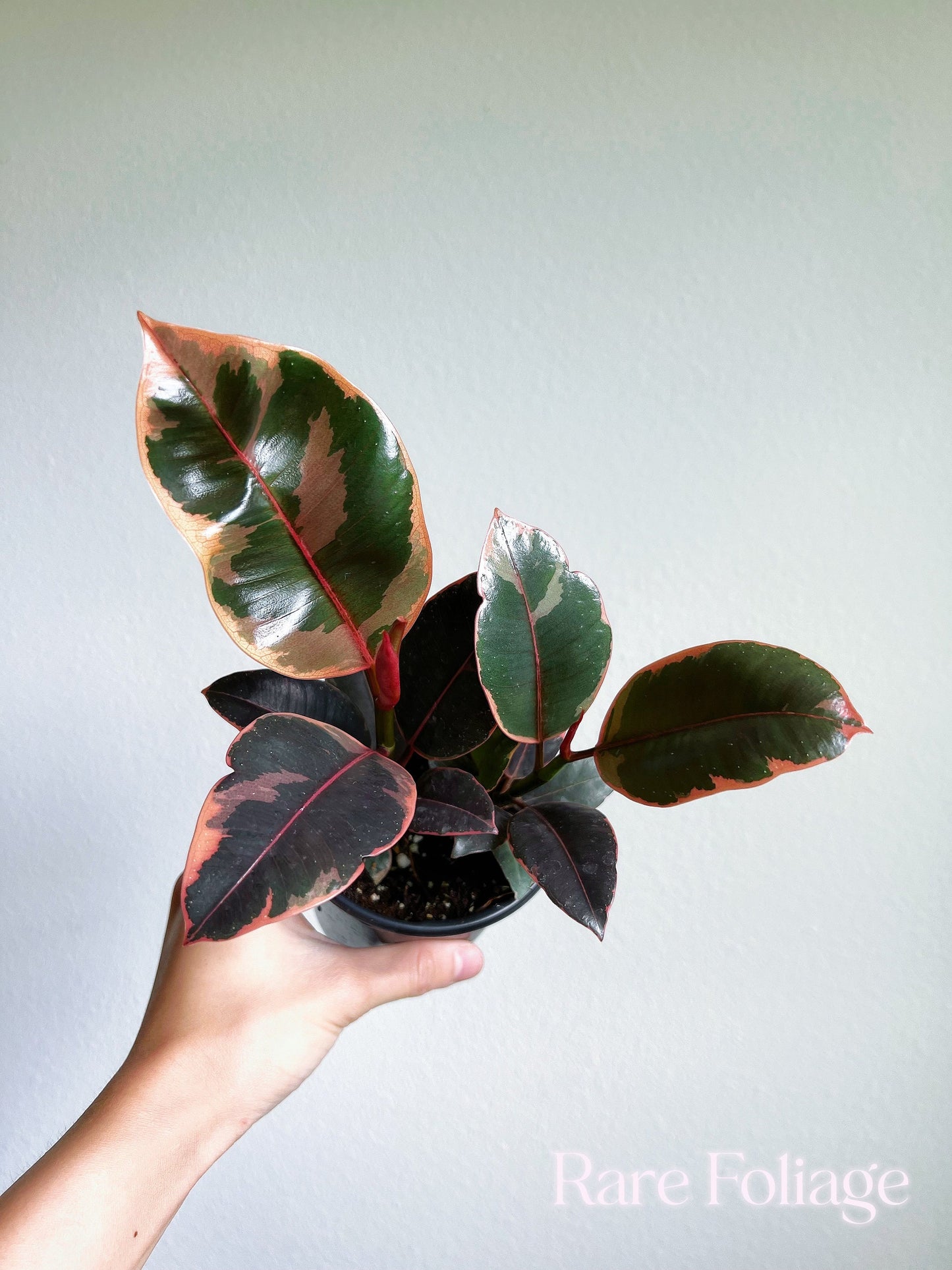 Ficus Ruby 4"- US SELLER