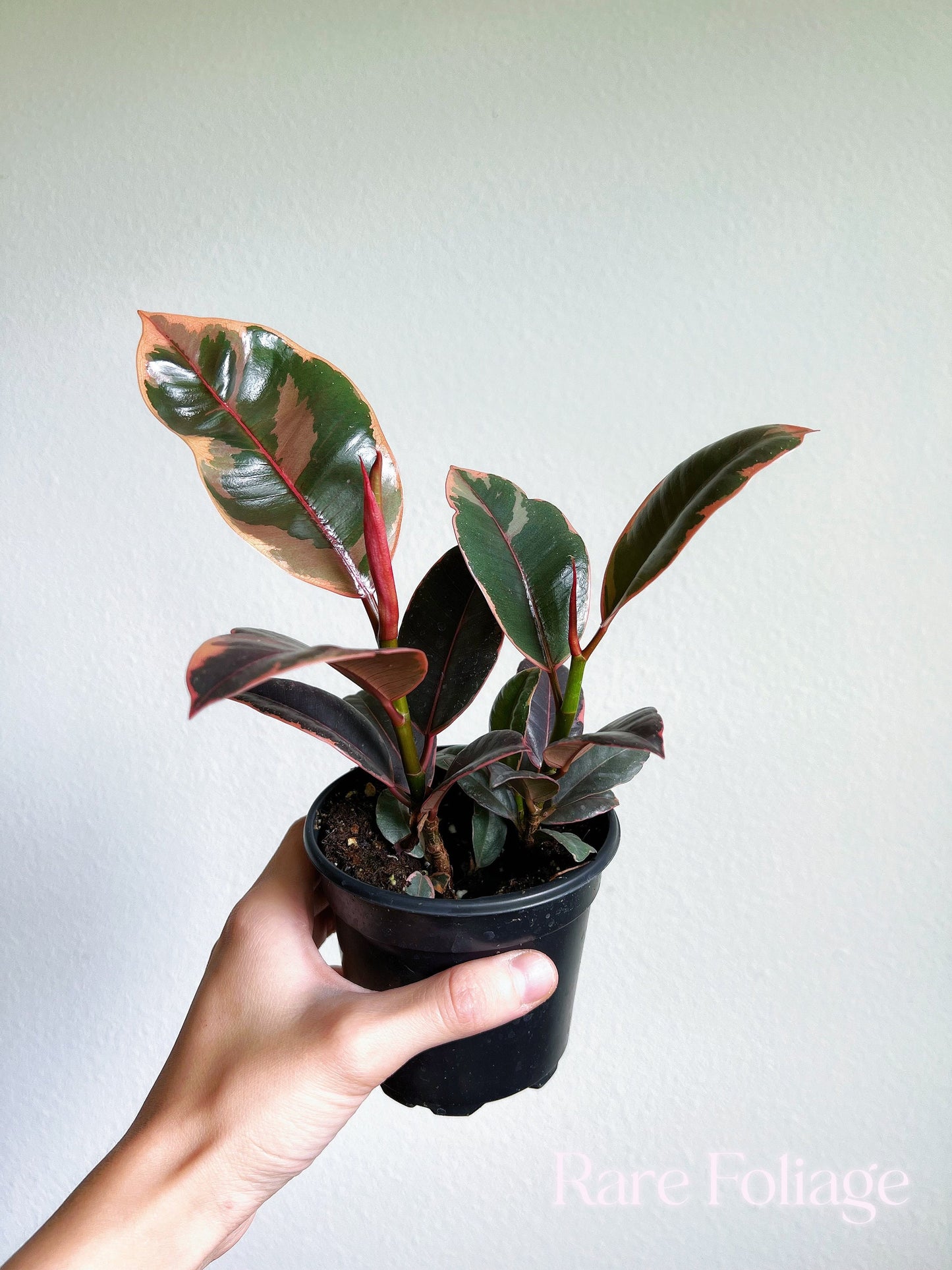 Ficus Ruby 4"- US SELLER