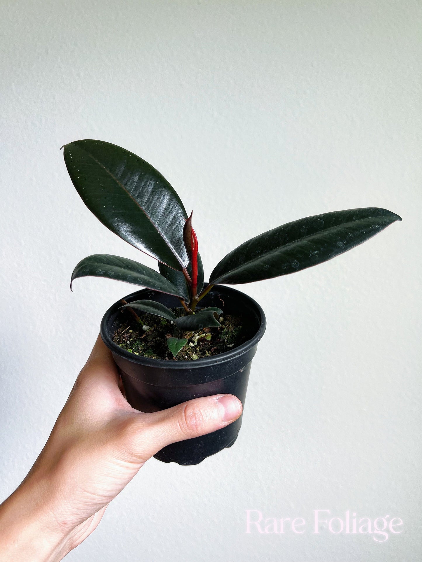 Ficus Burgundy 4" - US SELLER