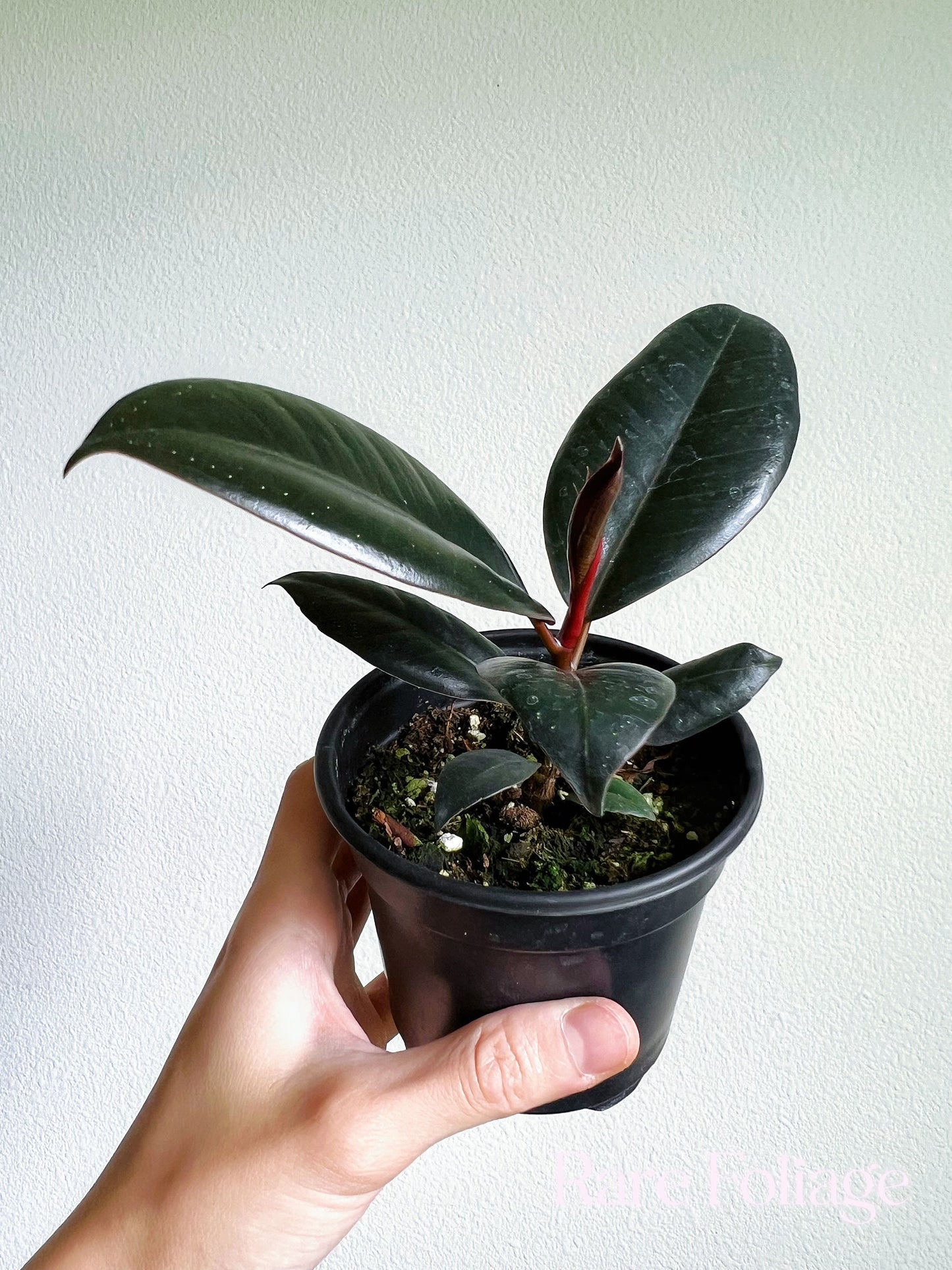 Ficus Burgundy 4" - US SELLER