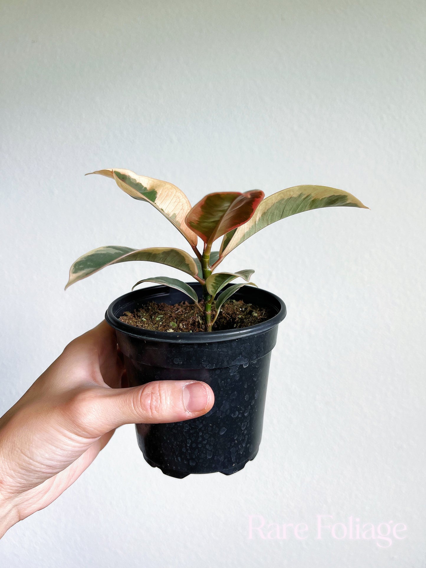 Ficus Tineke 4" - US SELLER