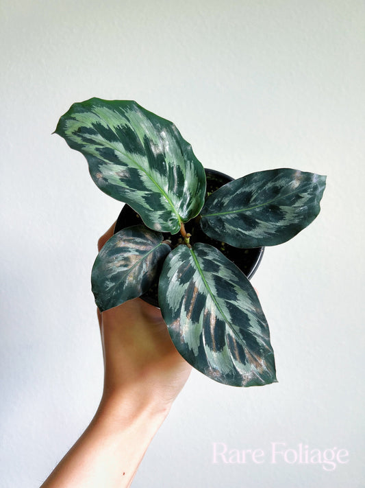 Calathea Helen Kennedy 4" - US SELLER