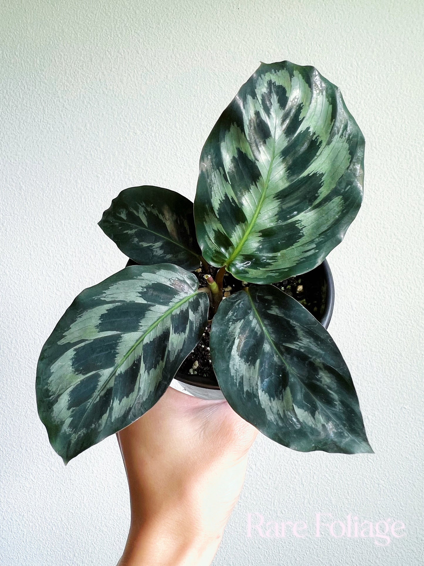 Calathea Helen Kennedy 4" - US SELLER