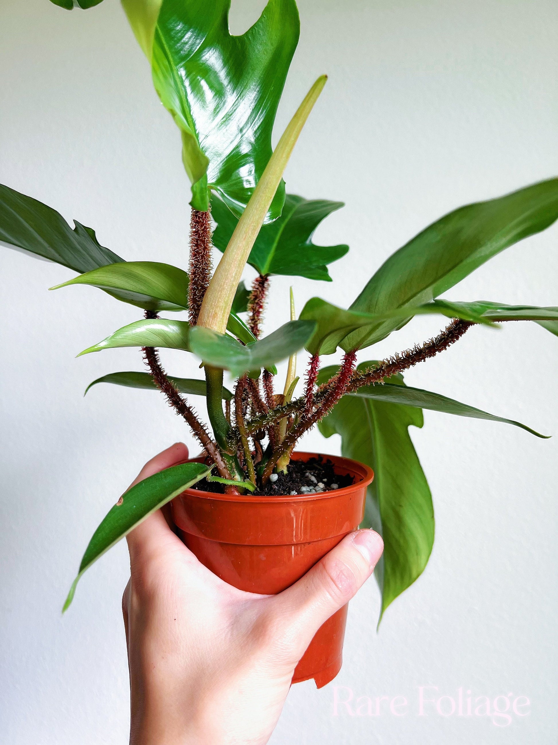 philodendron squamiferum rare Philodendron Squamiferum 4”