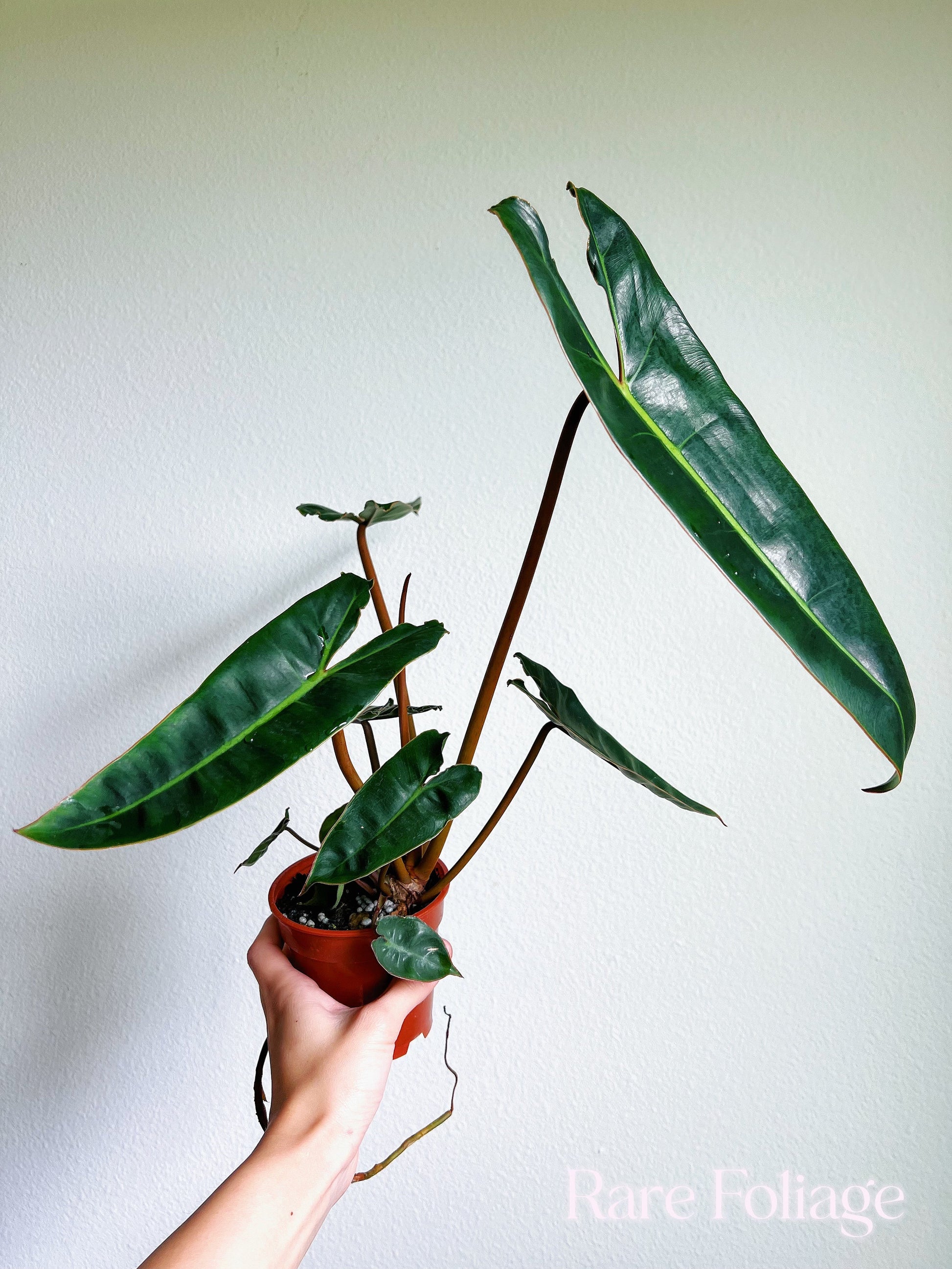 philodendron billietiae Philodendron Billietiae Large 4"