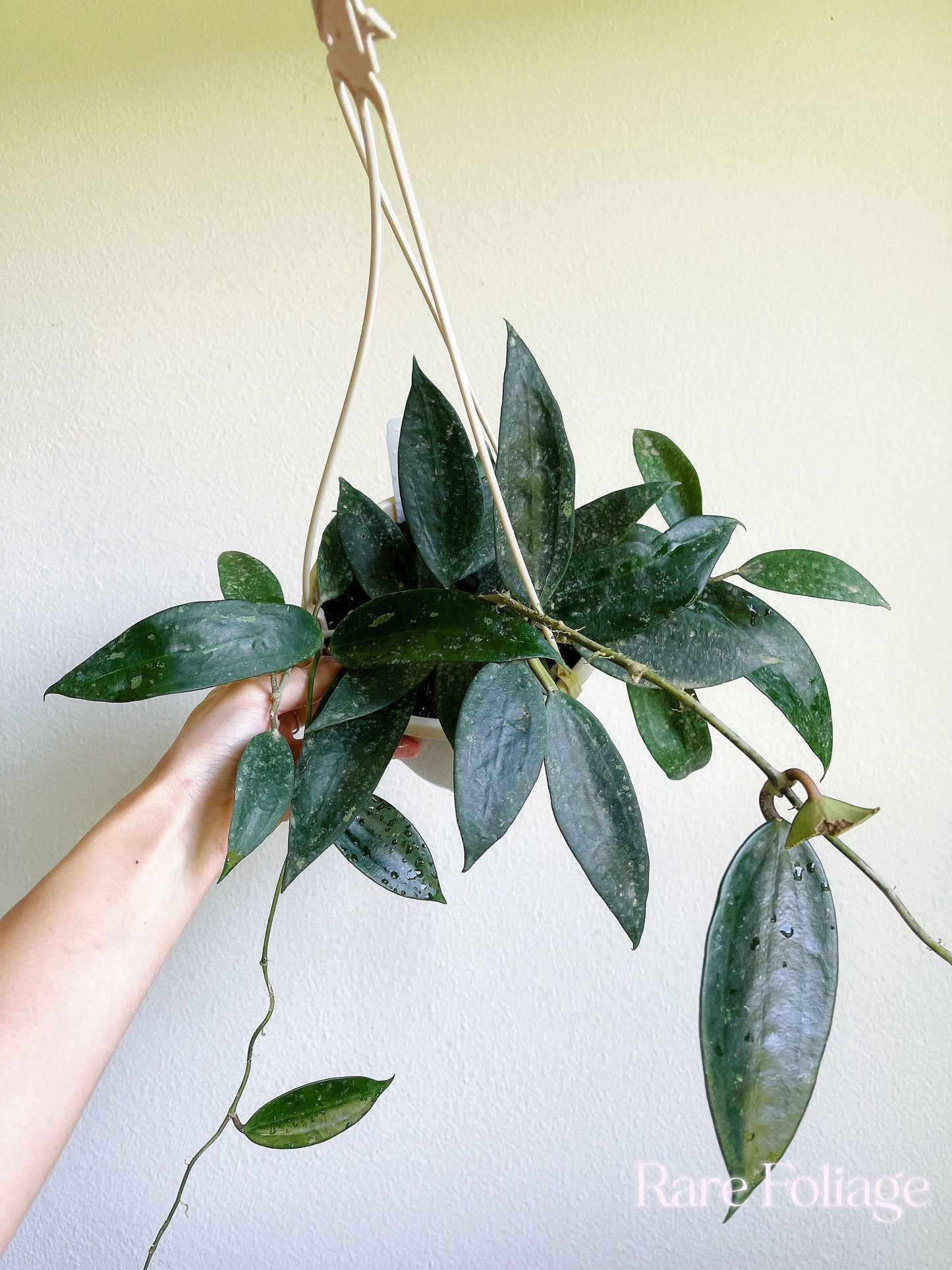 Hoya Latifolia Rangsan 6" Hanging Basket - US Seller