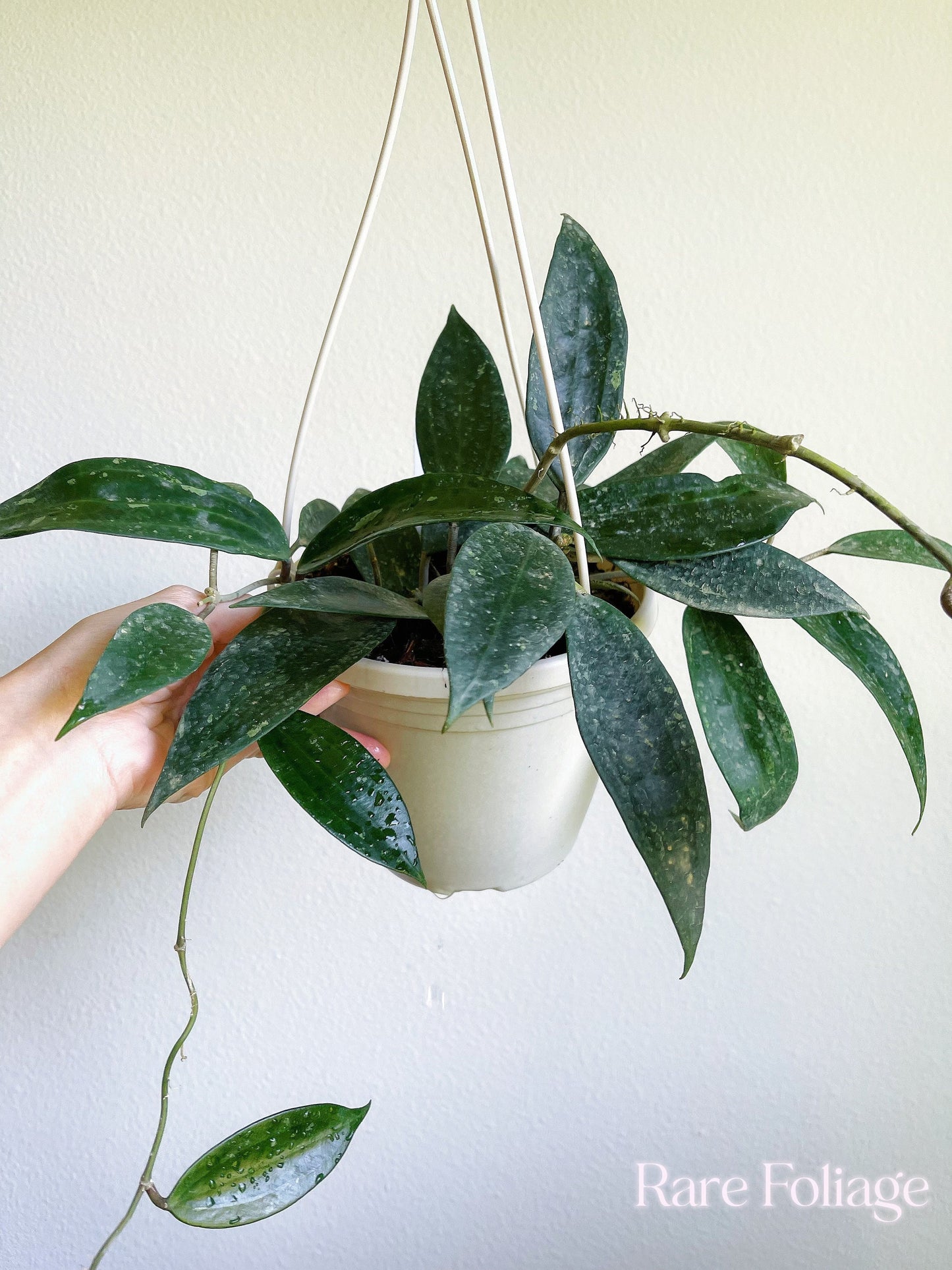 Hoya Latifolia Rangsan 6" Hanging Basket - US Seller