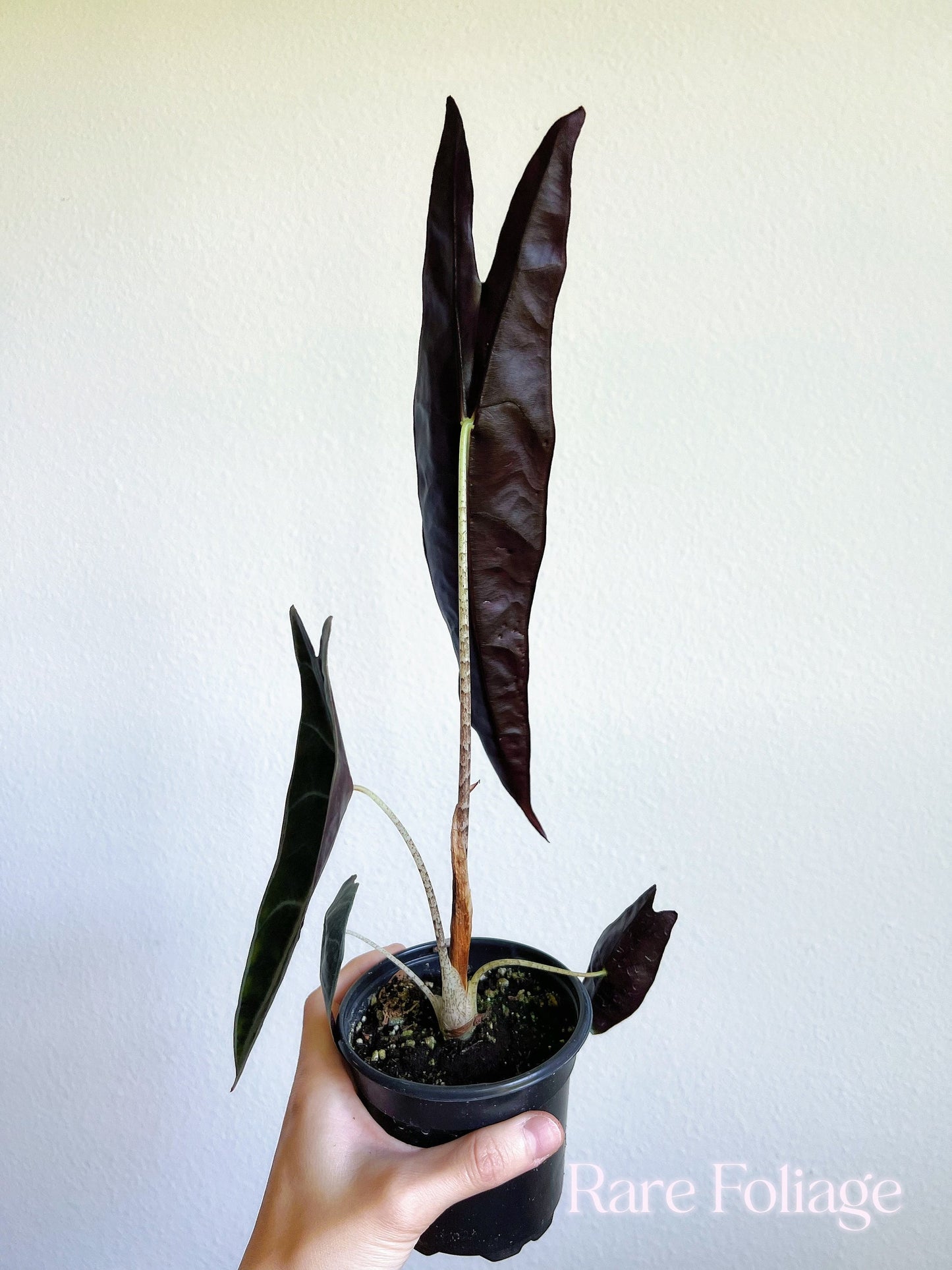 Alocasia Longiloba Purple 4" - US SELLER