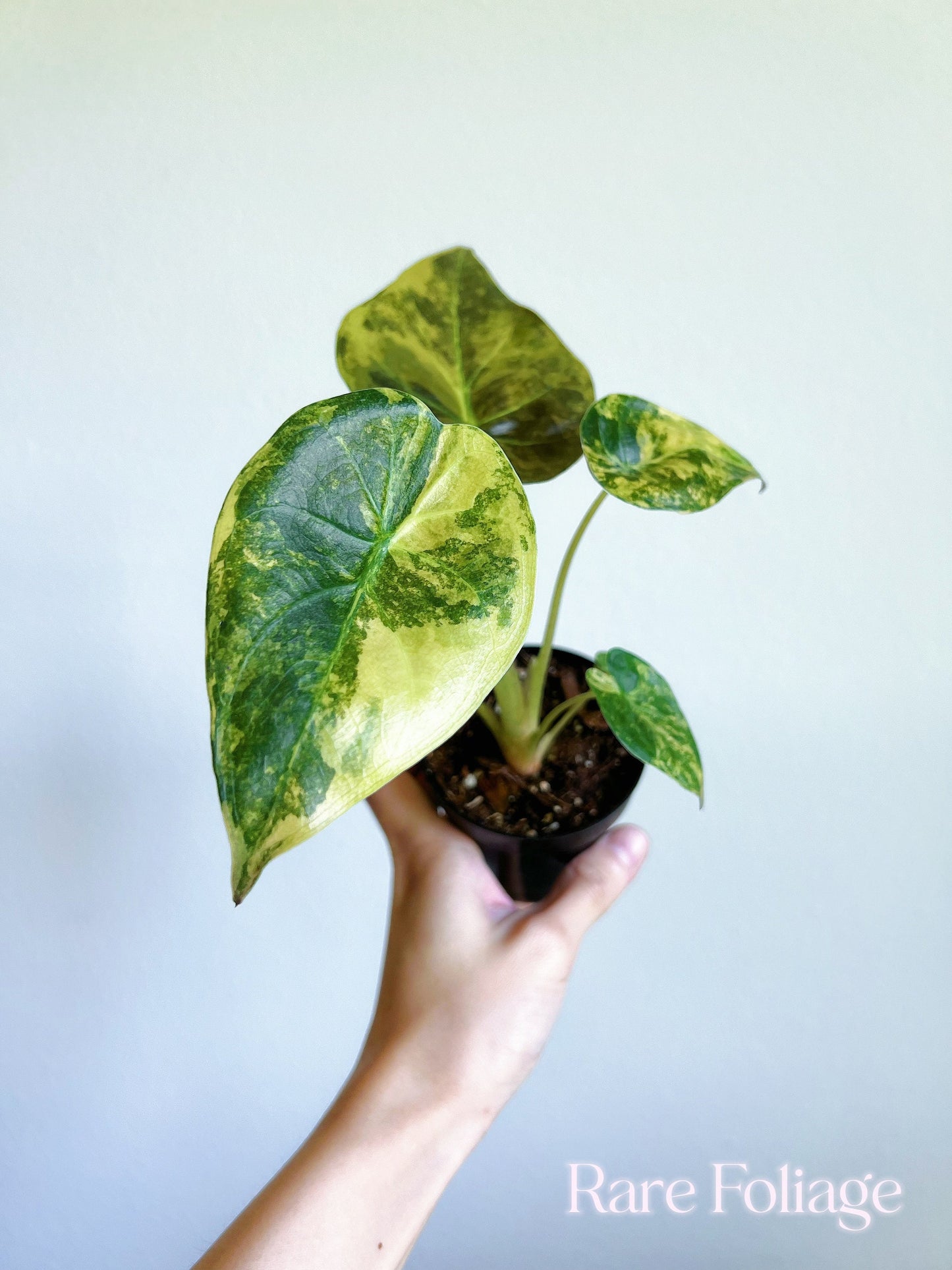 Alocasia Wentii Variegated 3” - US SELLER