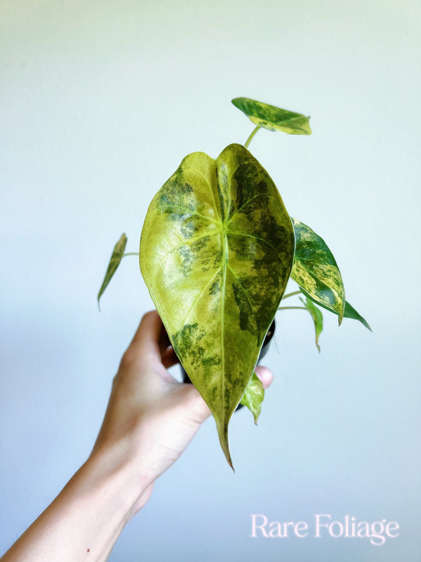 Alocasia Wentii Variegated 3” - US SELLER