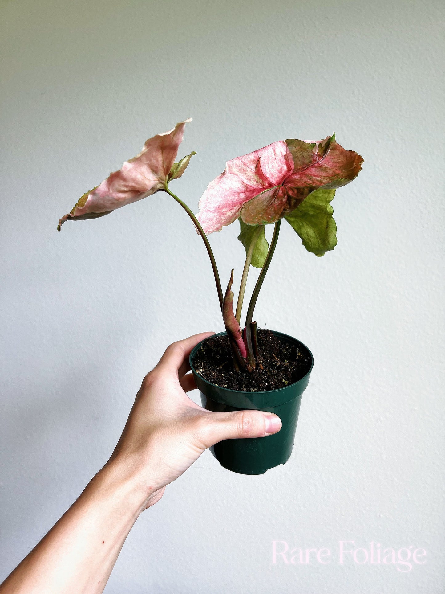 Syngonium Strawberry Ice 4” - US SELLER