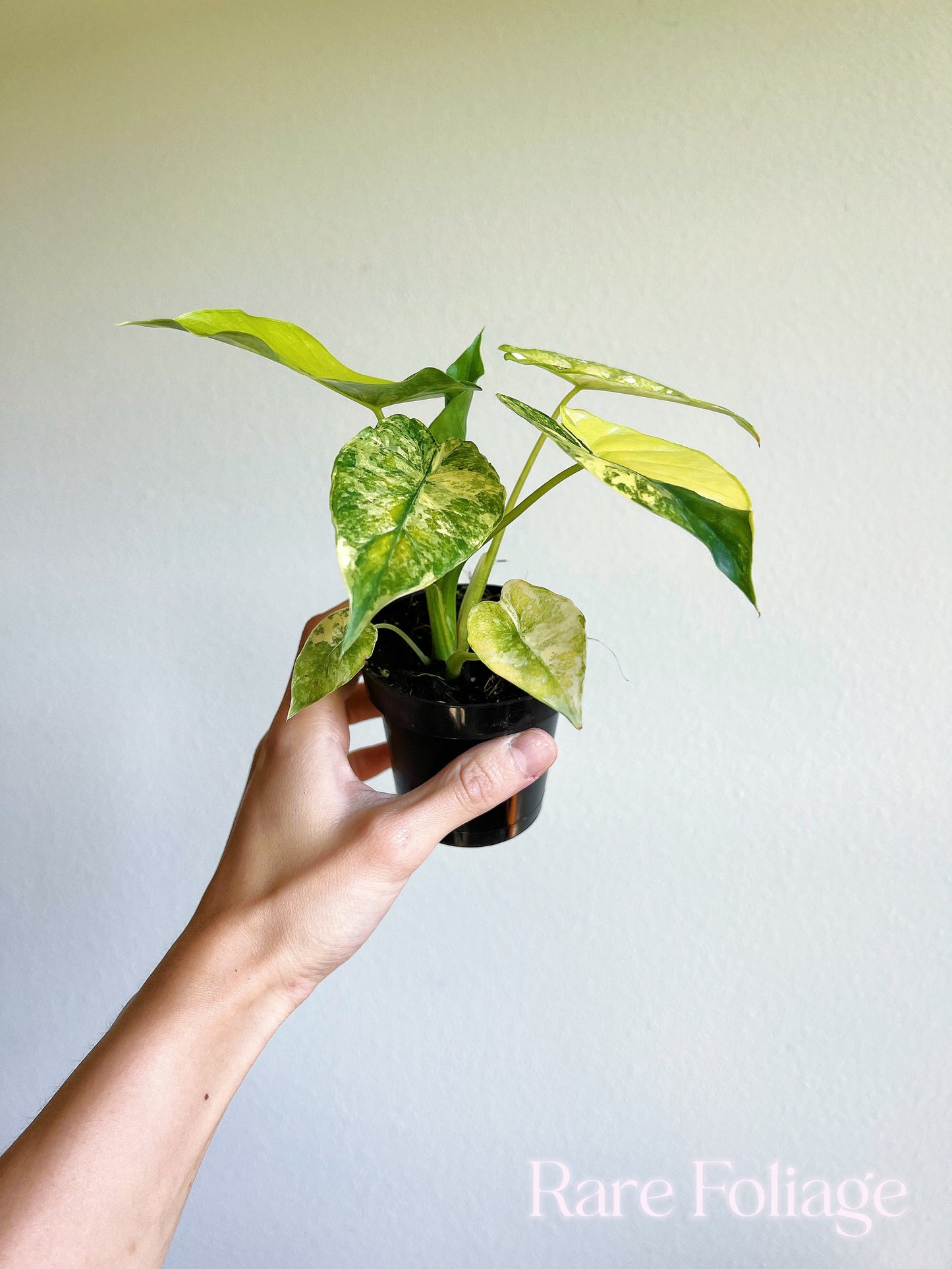 Alocasia Gageana Aurea 3" High Variegation - US SELLER