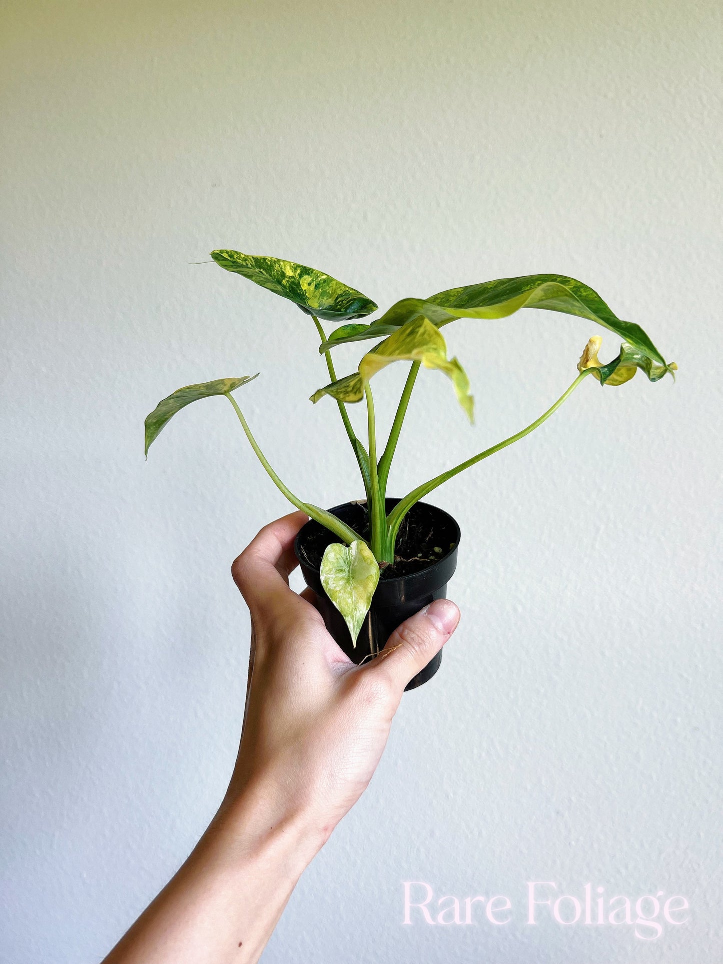 Alocasia Gageana Aurea 3" High Variegation - US SELLER