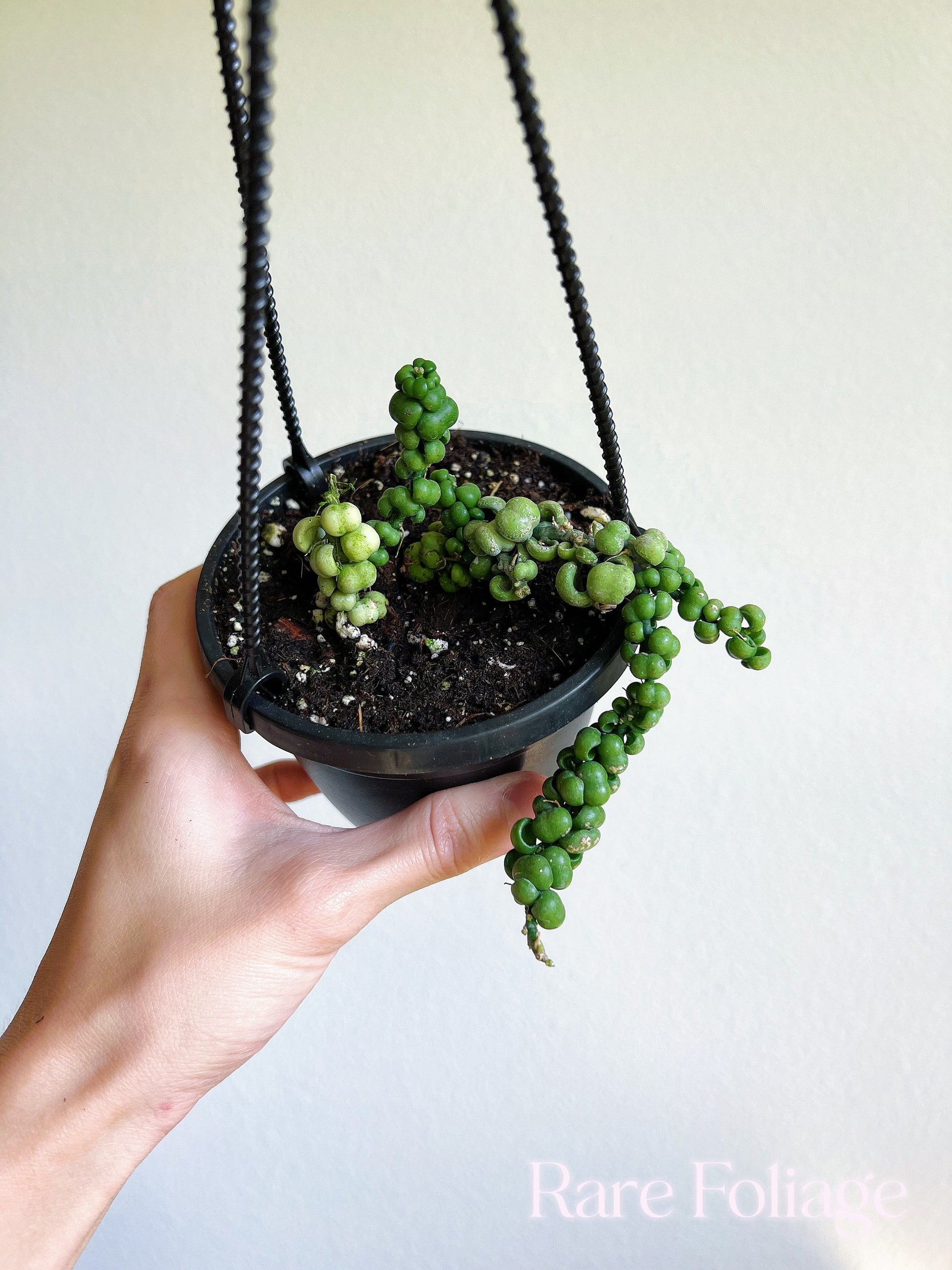 dischidia dragon jade plant Dischidia Dragon Jade 4" Hanging Basket