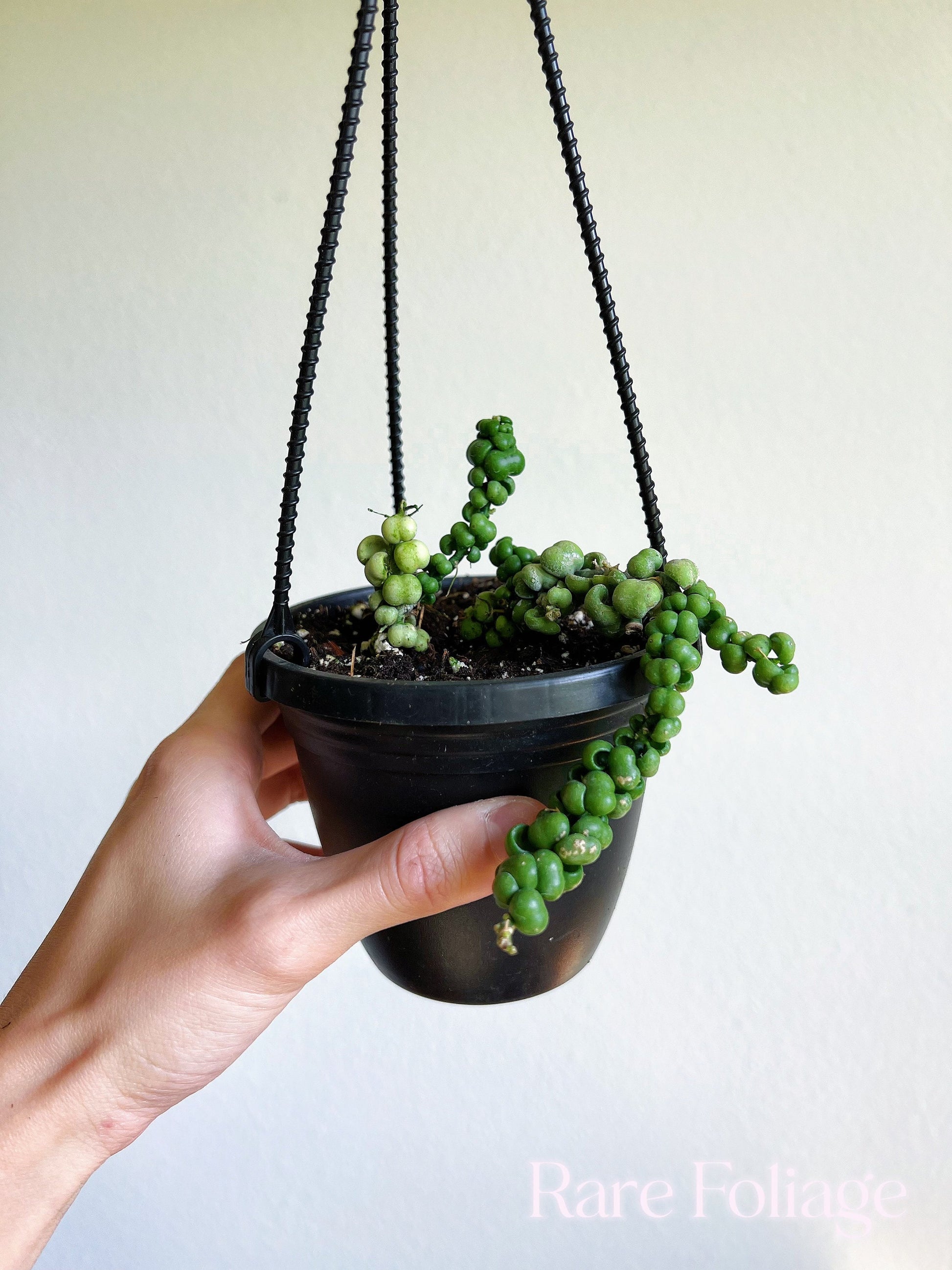 dragon jade plant Dischidia Dragon Jade 4" Hanging Basket