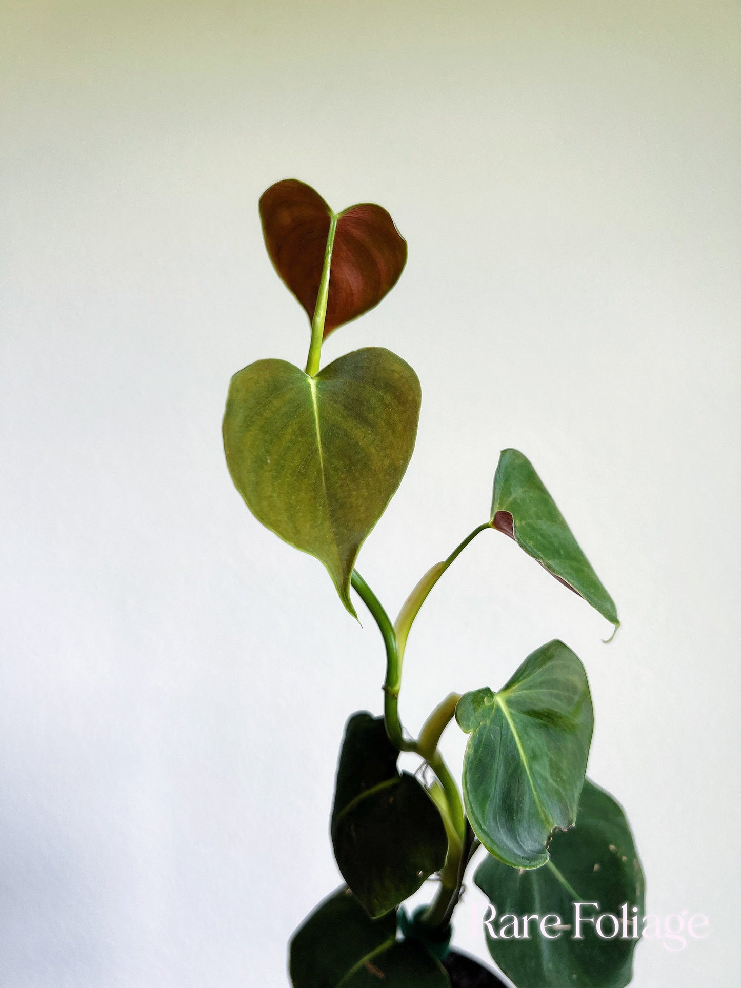 Philodendron Lupinum 3" - US SELLER