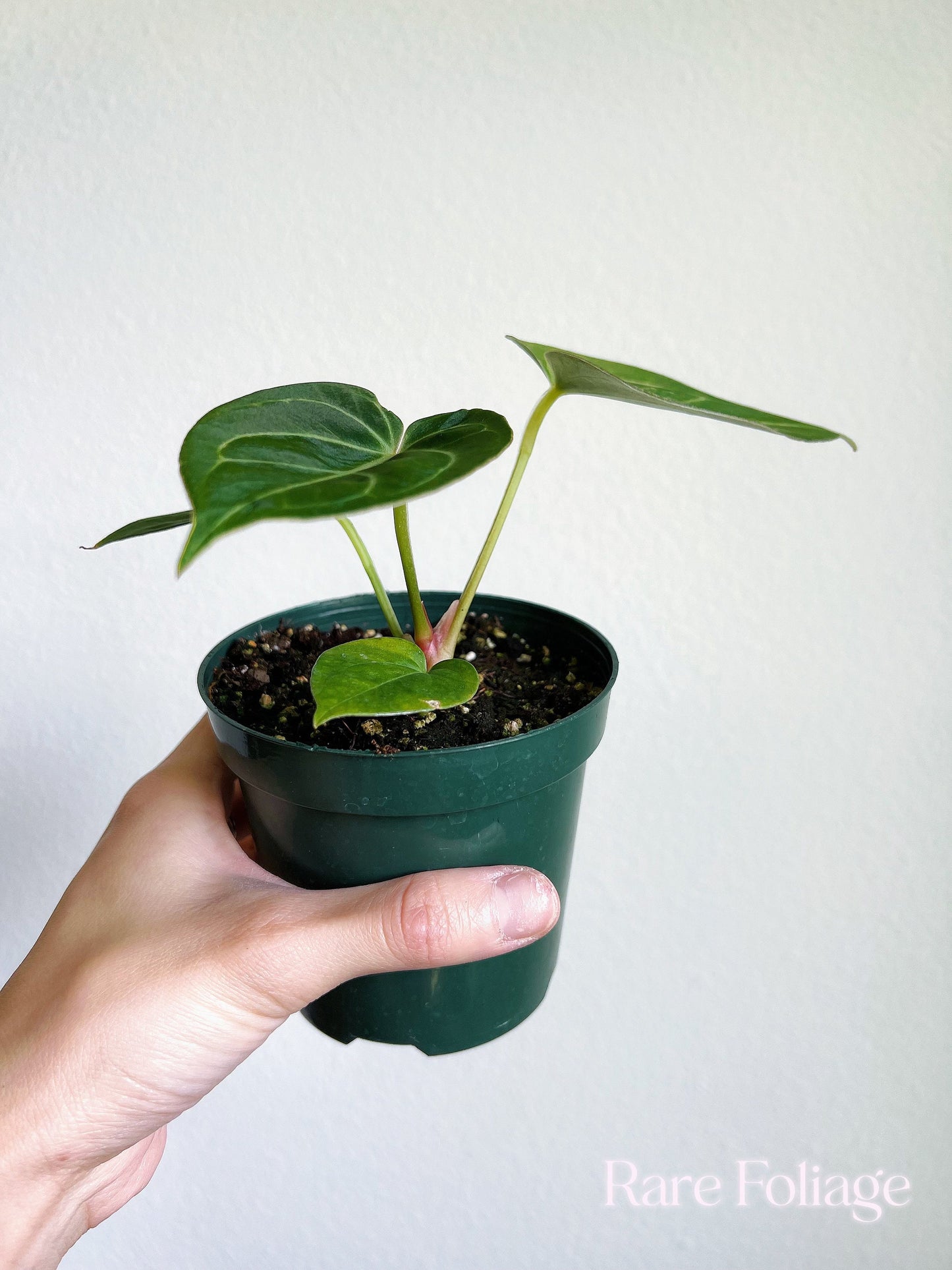 Anthurium King of Spades 4” - US SELLER