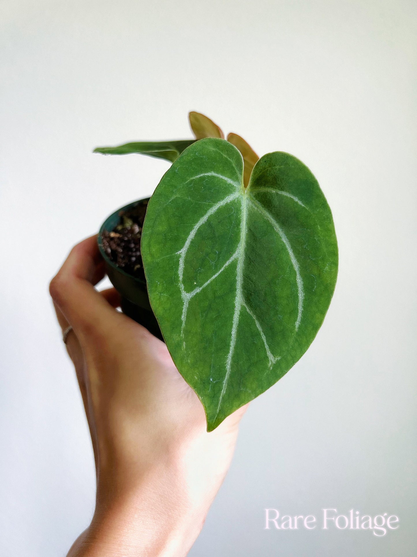 Anthurium King of Spades 4” - US SELLER