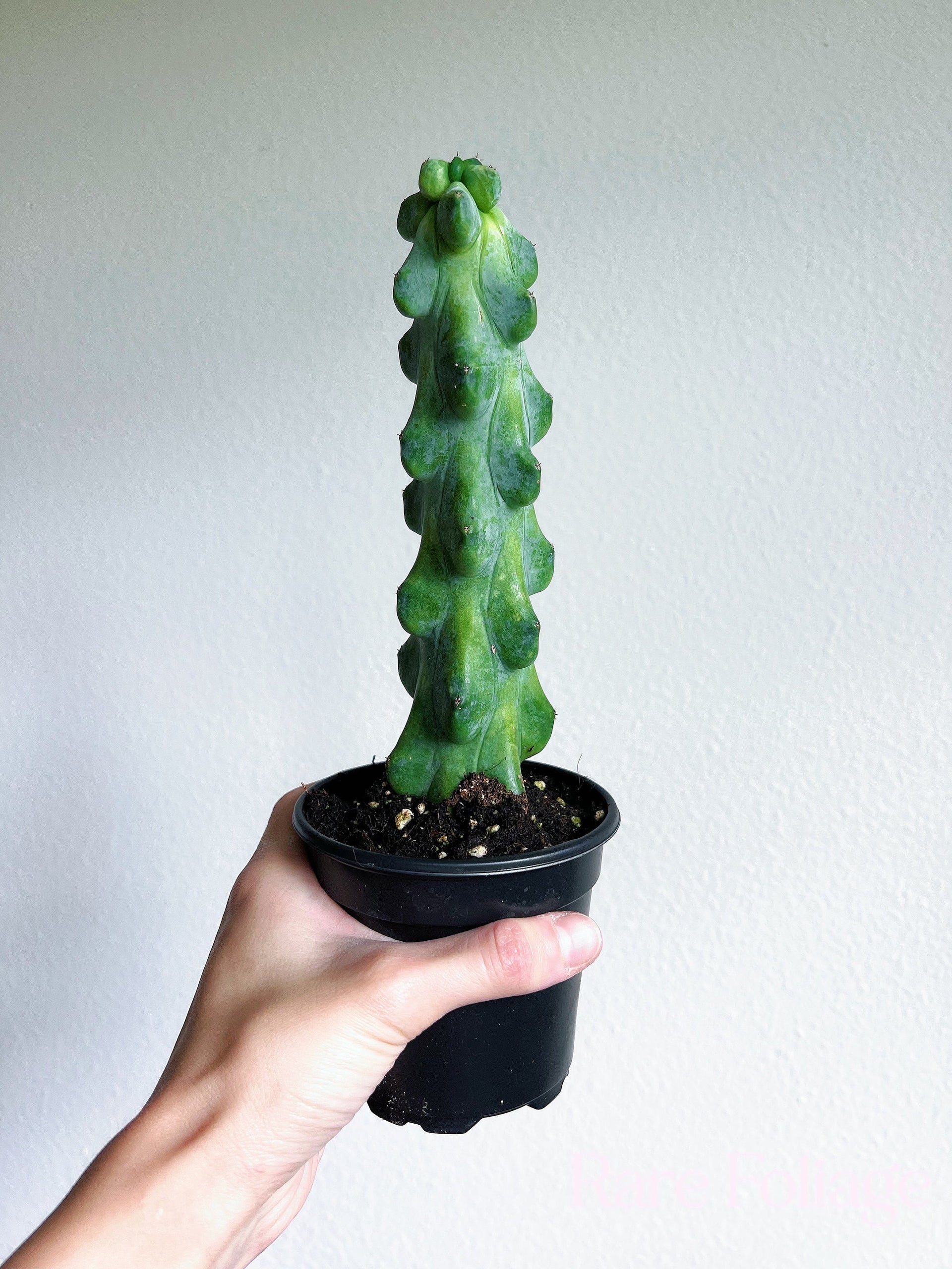 Boobie Cactus 4”