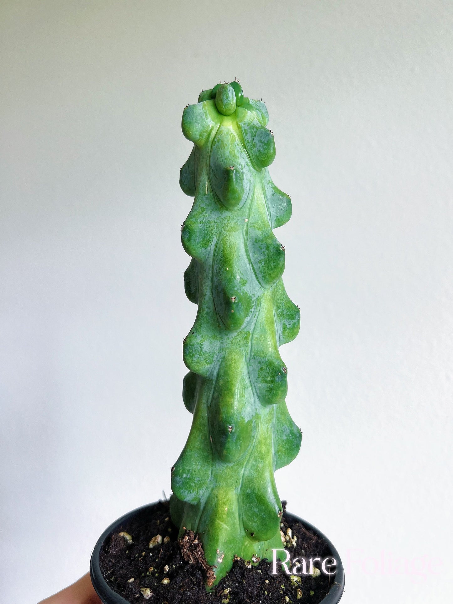 Boobie Cactus 4” - US SELLER