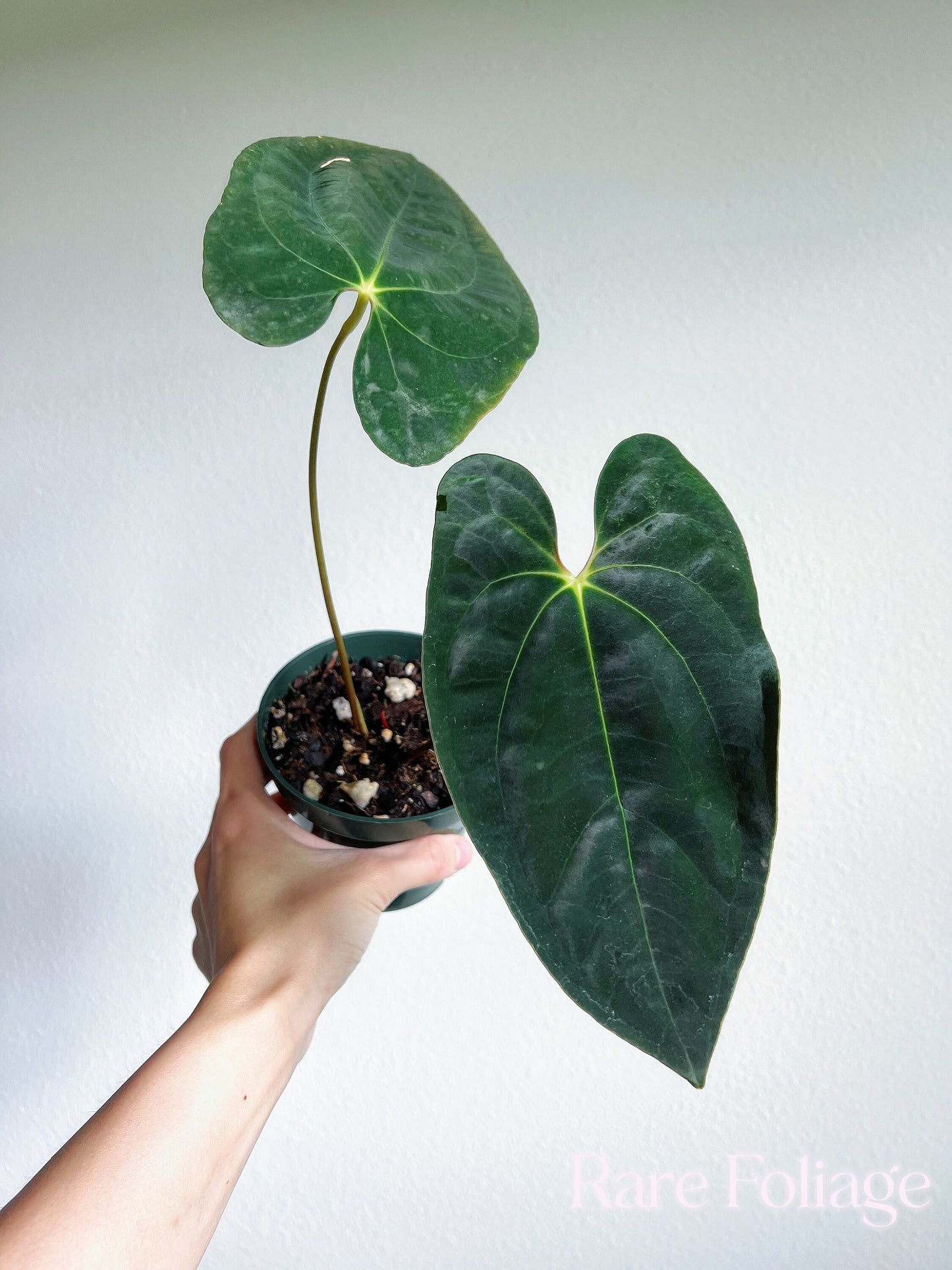 Anthurium Papillilaminum 4” - US SELLER