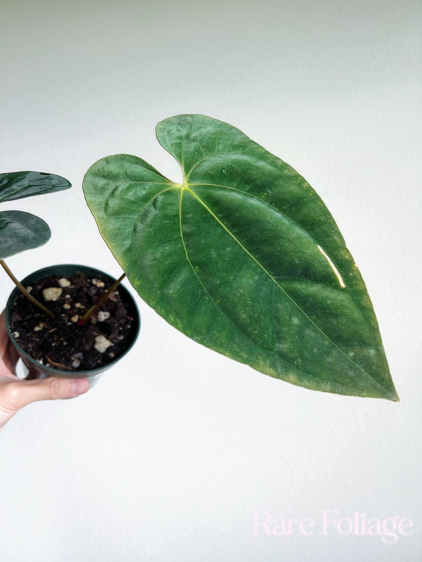 Anthurium Papillilaminum 4” - US SELLER