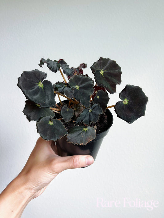 Begonia Black Mamba 4” - US SELLER