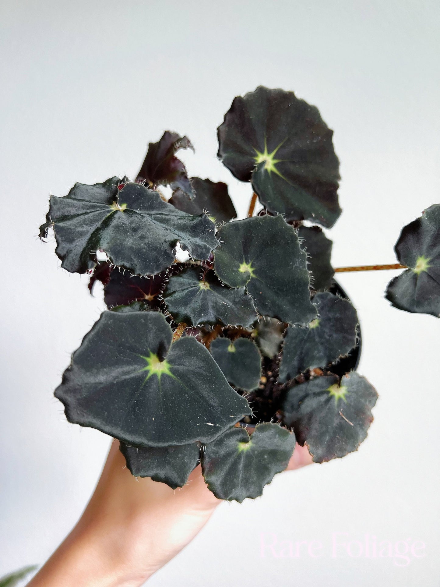 Begonia Black Mamba 4” - US SELLER