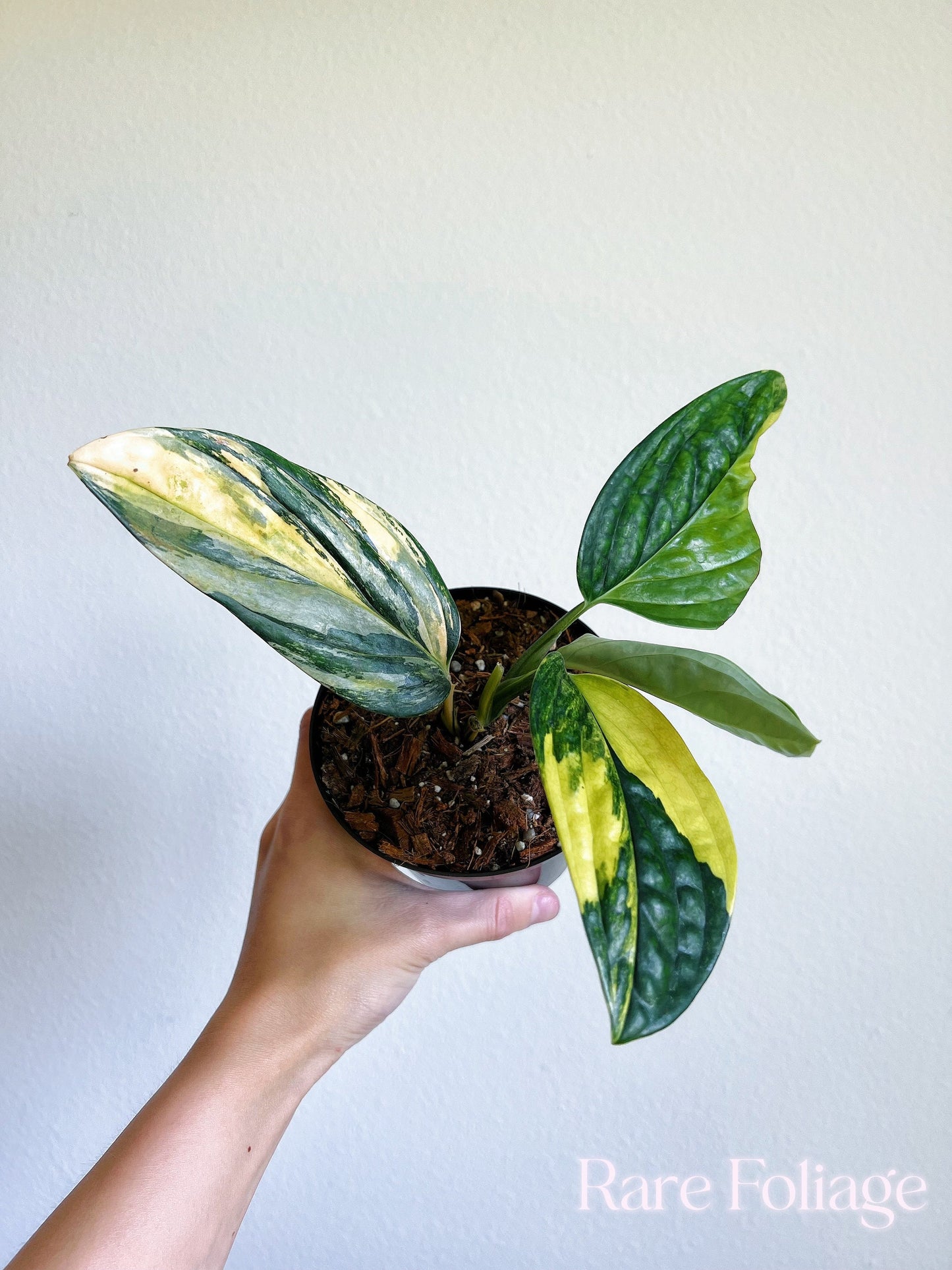 Monstera Peru Variegated 4’’ - US SELLER