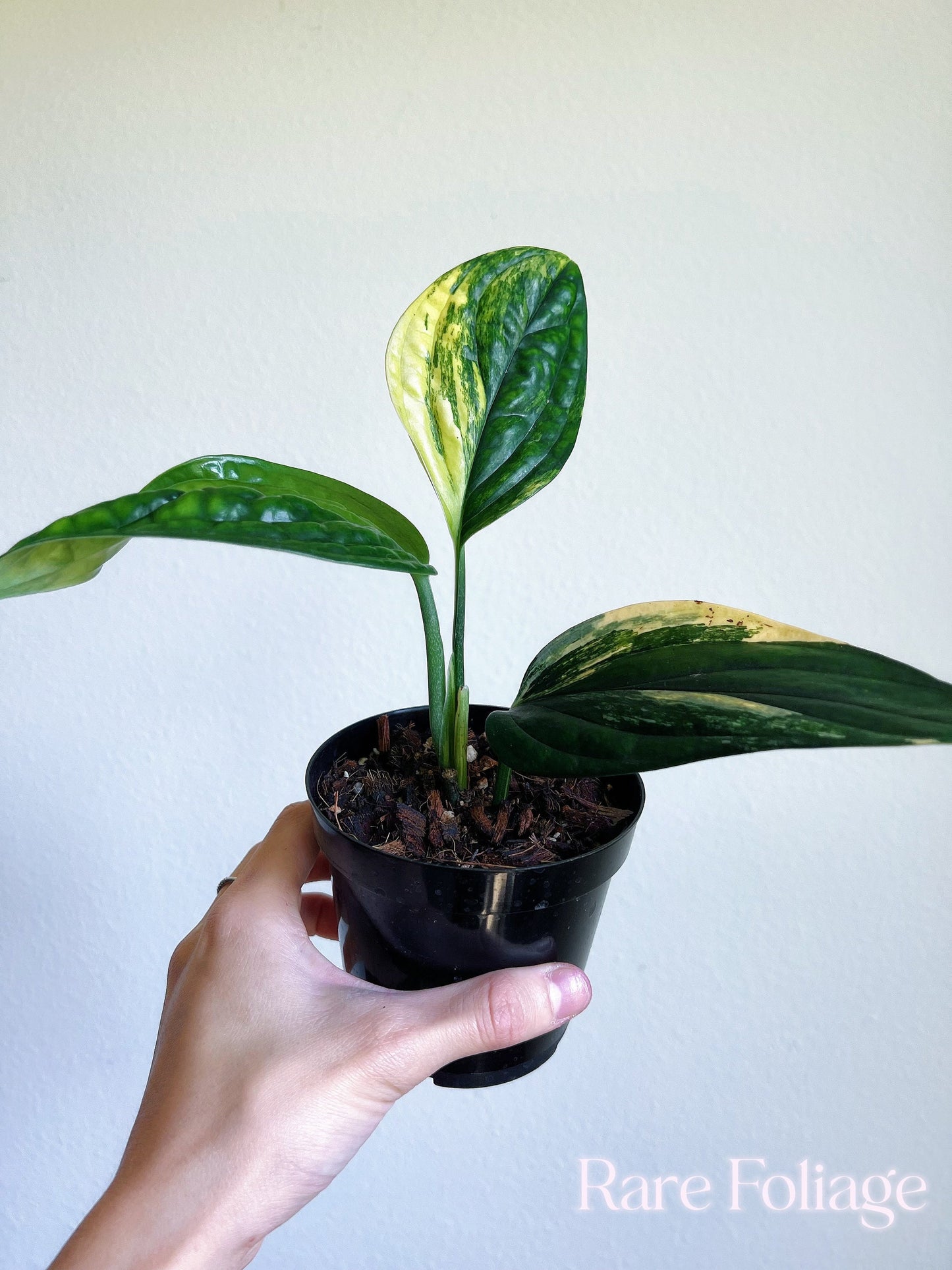 Monstera Peru Variegated 4’’ - US SELLER