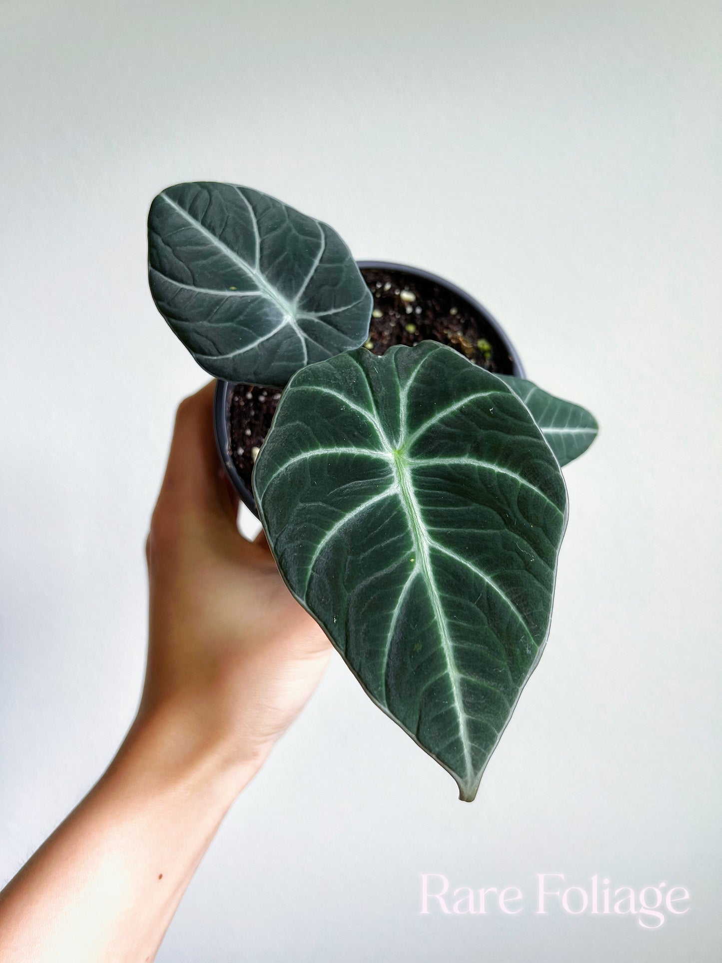 Alocasia Black Velvet 4" - US SELLER