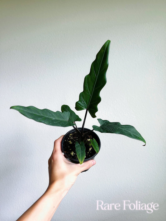 Alocasia Lauterbachiana 4" - US SELLER