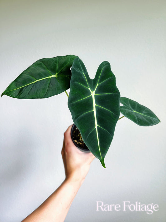 Alocasia Frydek 4" - US SELLER