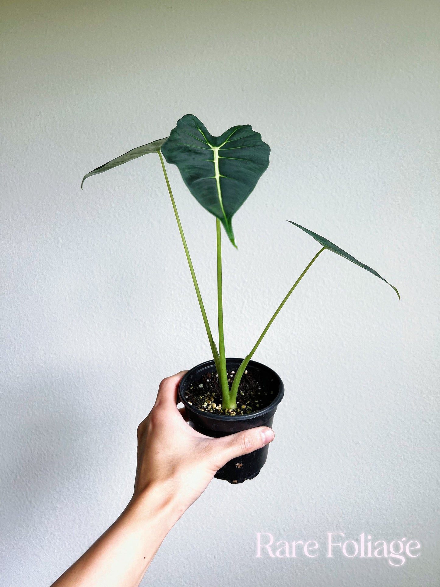 Alocasia Frydek 4" - US SELLER