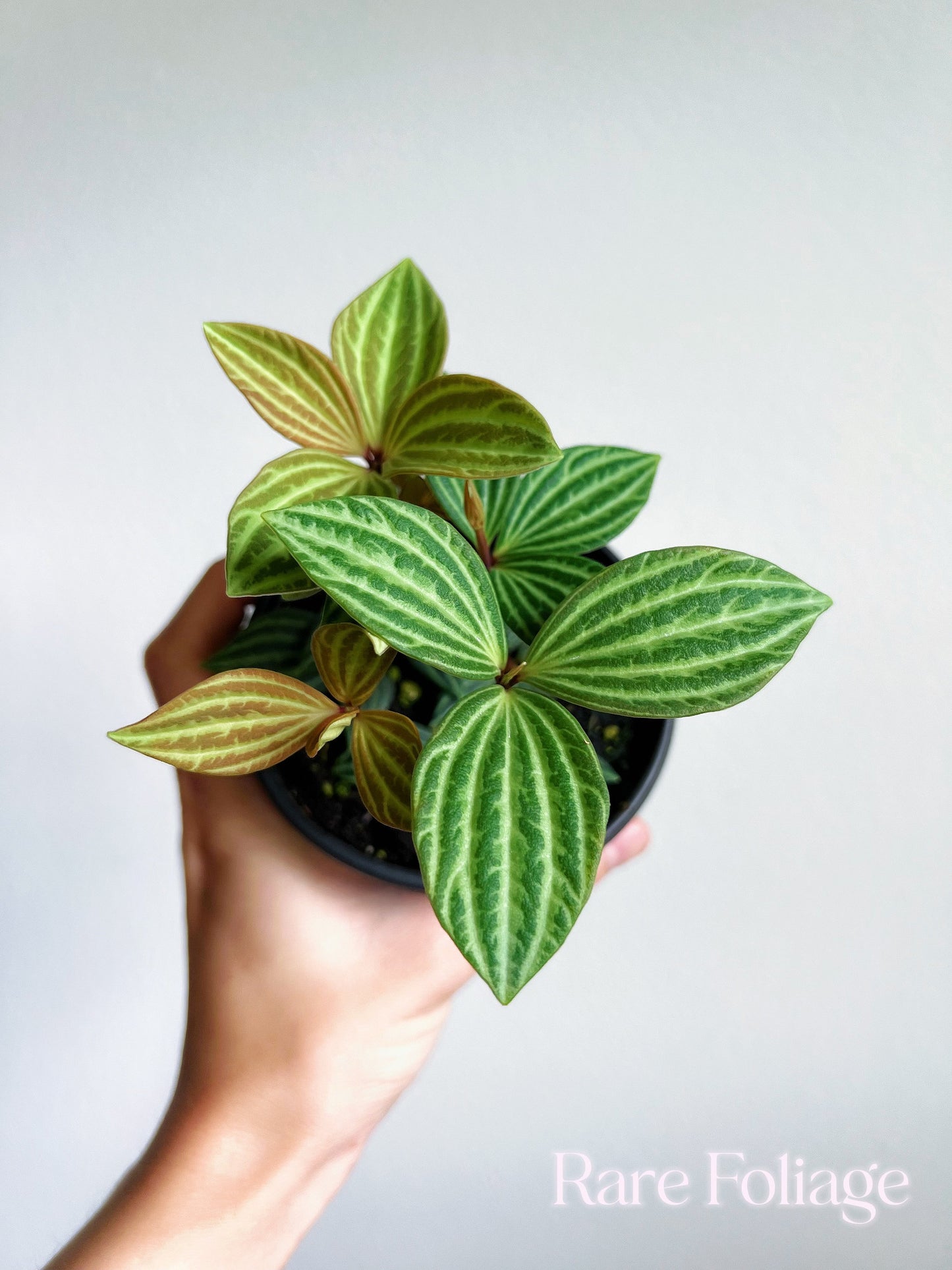 Peperomia Stilt 4" - US SELLER