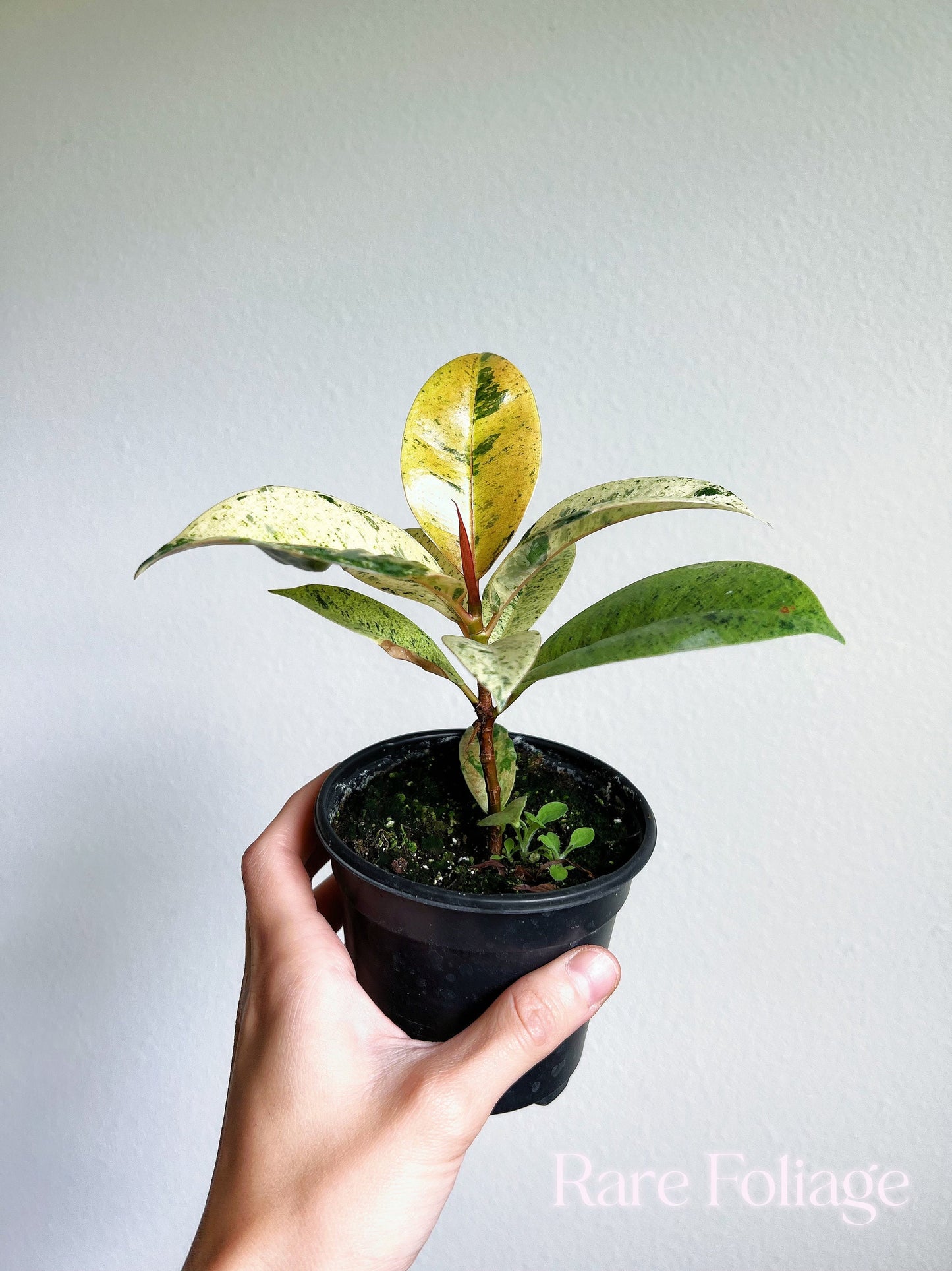 Ficus Shivereana Moonshine 4" - US SELLER