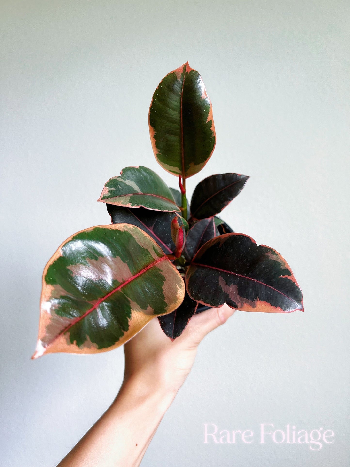 Ficus Ruby 4"- US SELLER