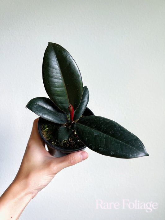 Ficus Burgundy 4" - US SELLER